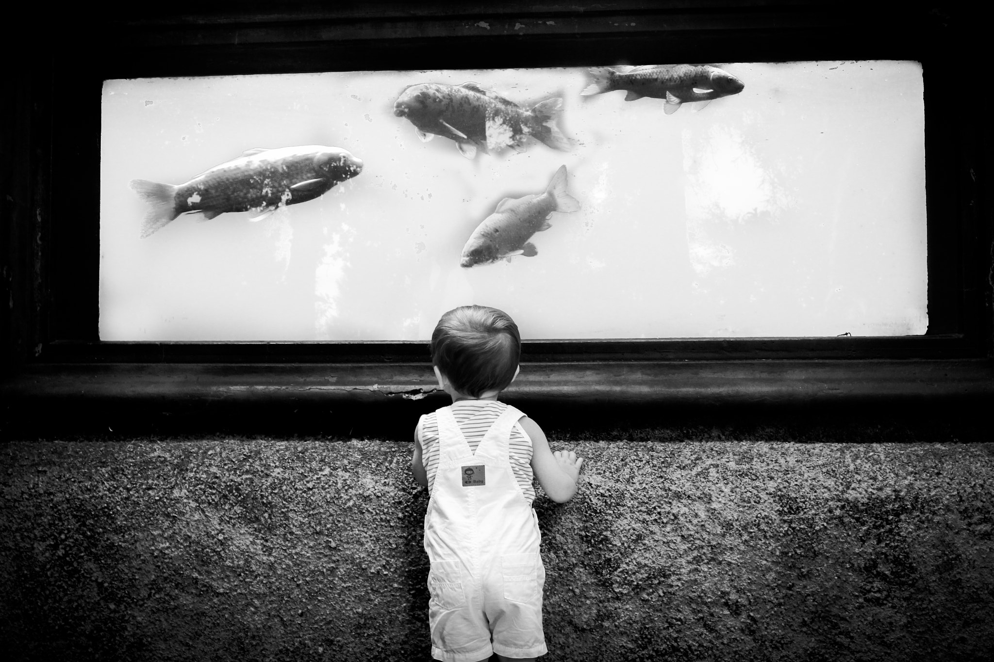Sigma 24mm F1.4 DG HSM Art sample photo. Fish (sur ) photography