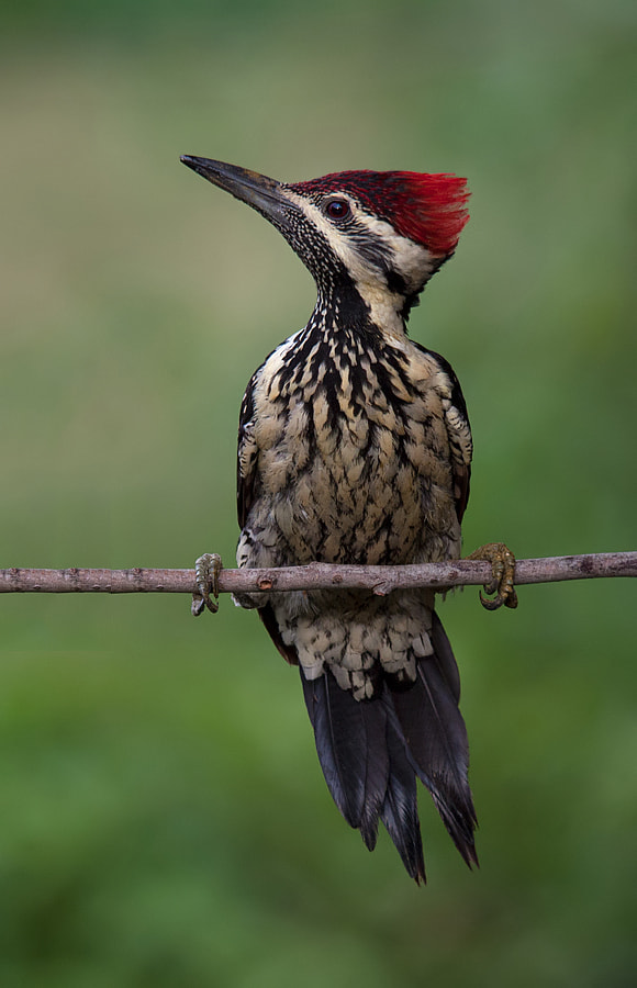 Sigma 150-500mm F5-6.3 DG OS HSM sample photo. Lesser flameback woodpecker photography
