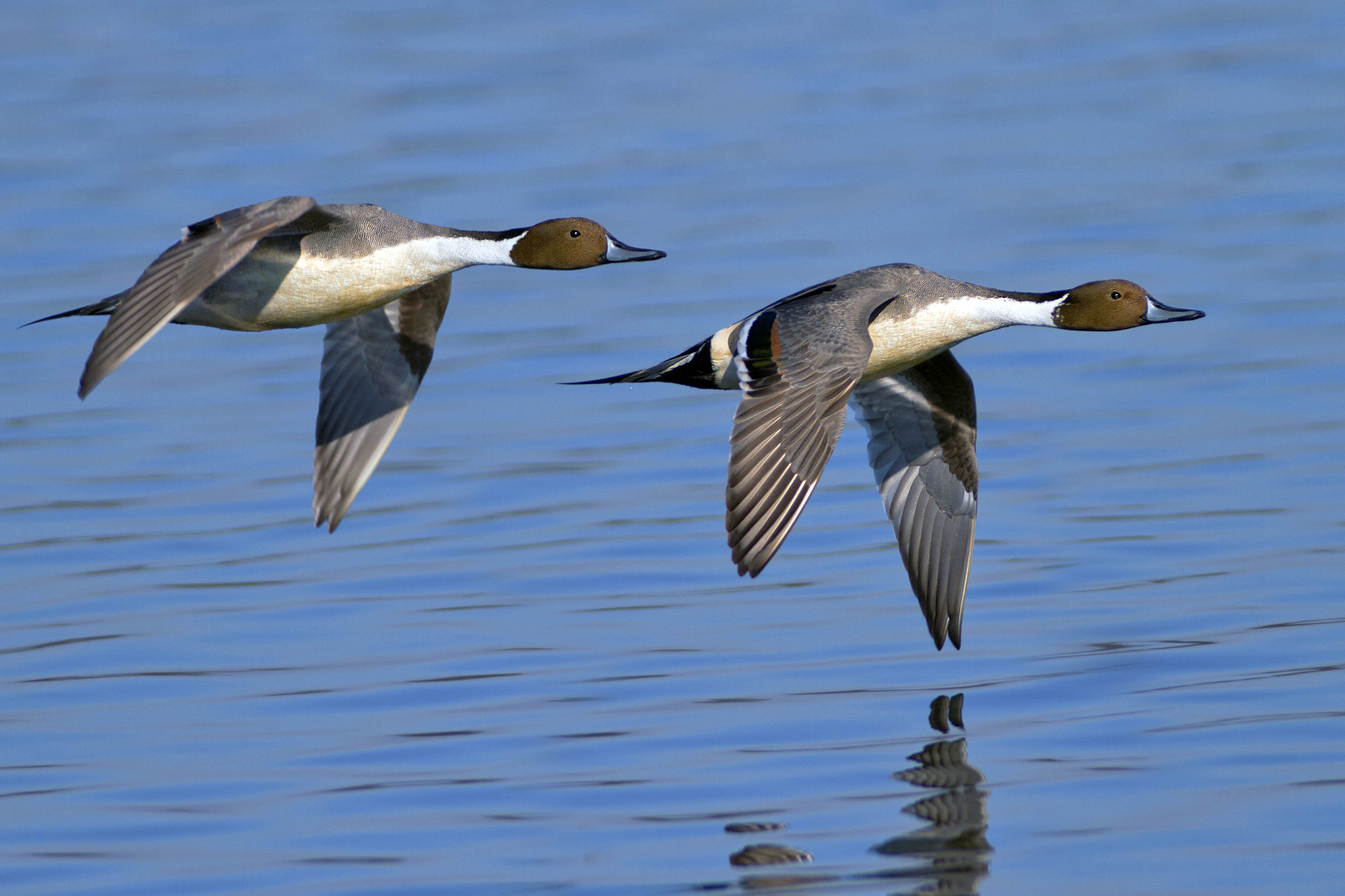 Canon EF 300mm f/2.8L + 2x sample photo. Codons photography