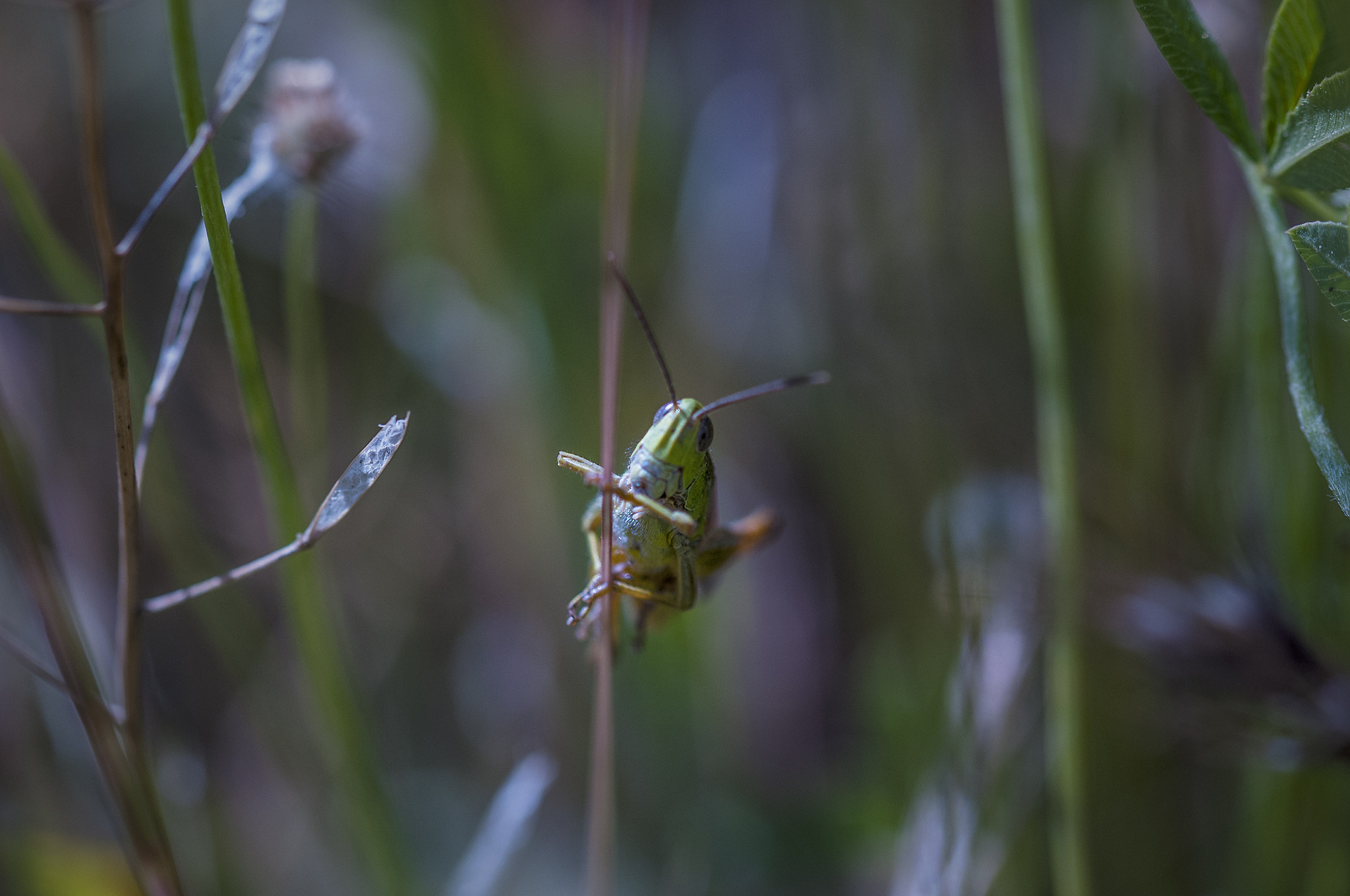 Sigma 105mm F2.8 EX DG OS HSM sample photo. Salta001 photography