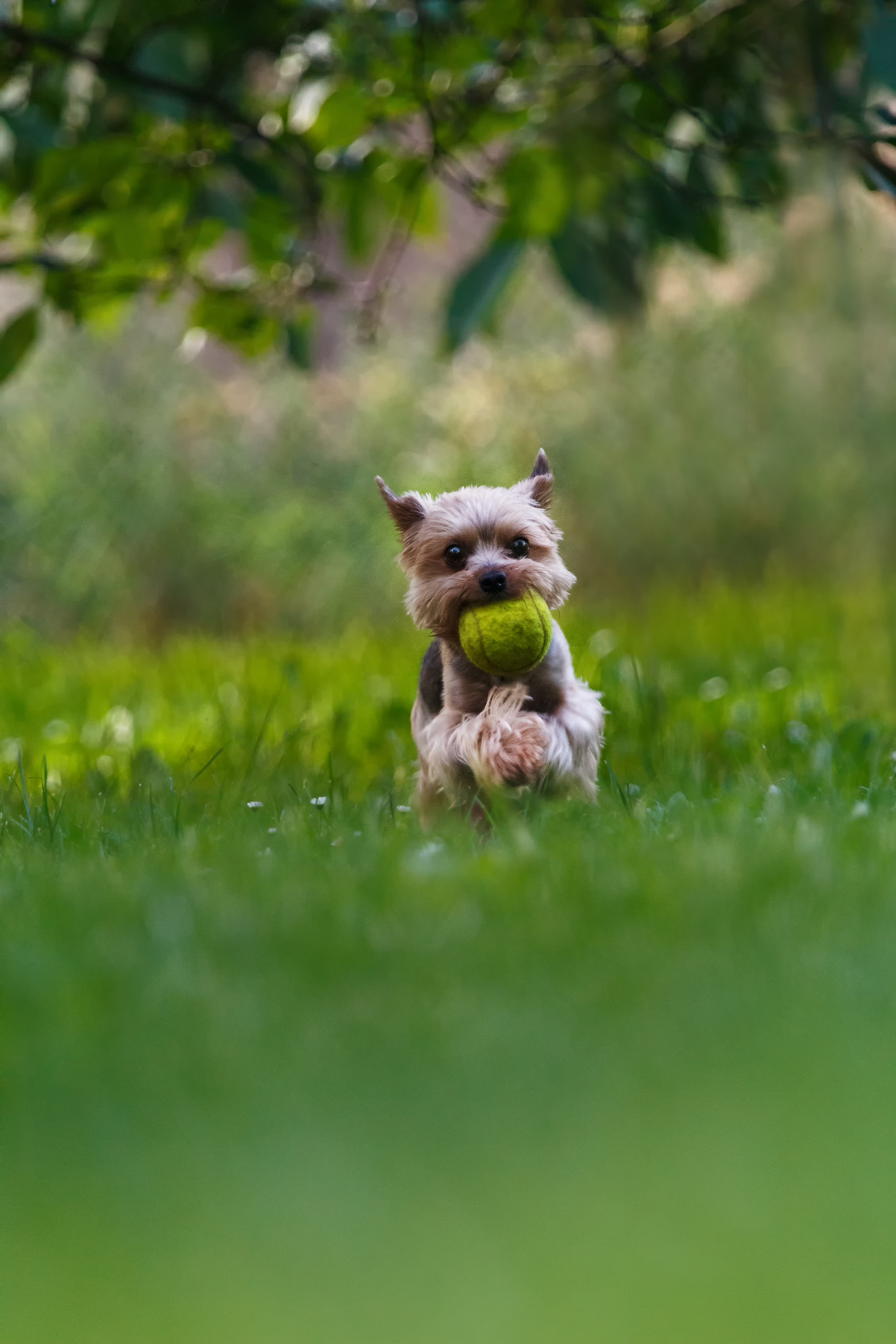 Canon EF 100-400mm F4.5-5.6L IS USM sample photo. Miky photography