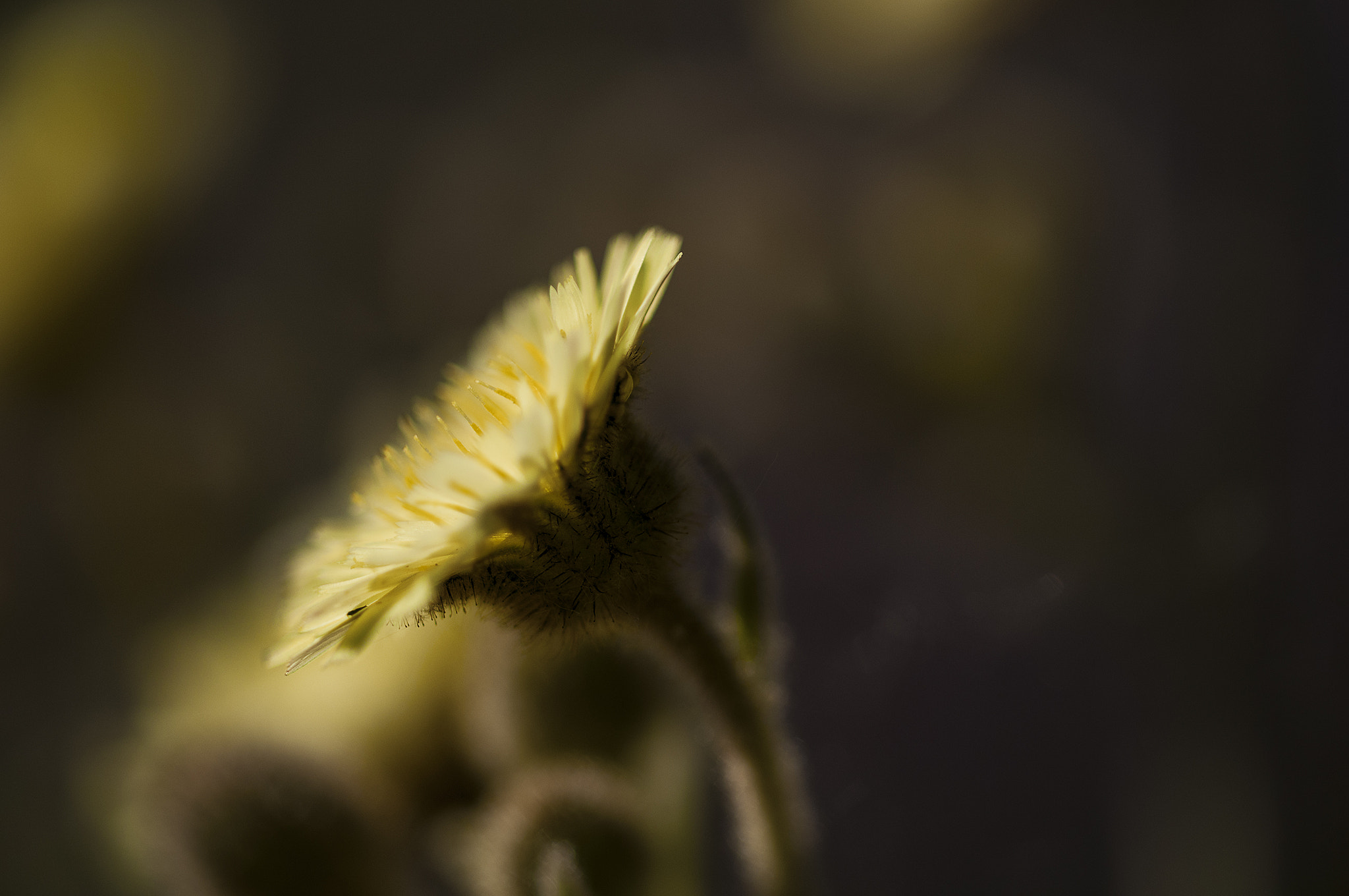 Sigma 105mm F2.8 EX DG OS HSM sample photo. Ama001 photography