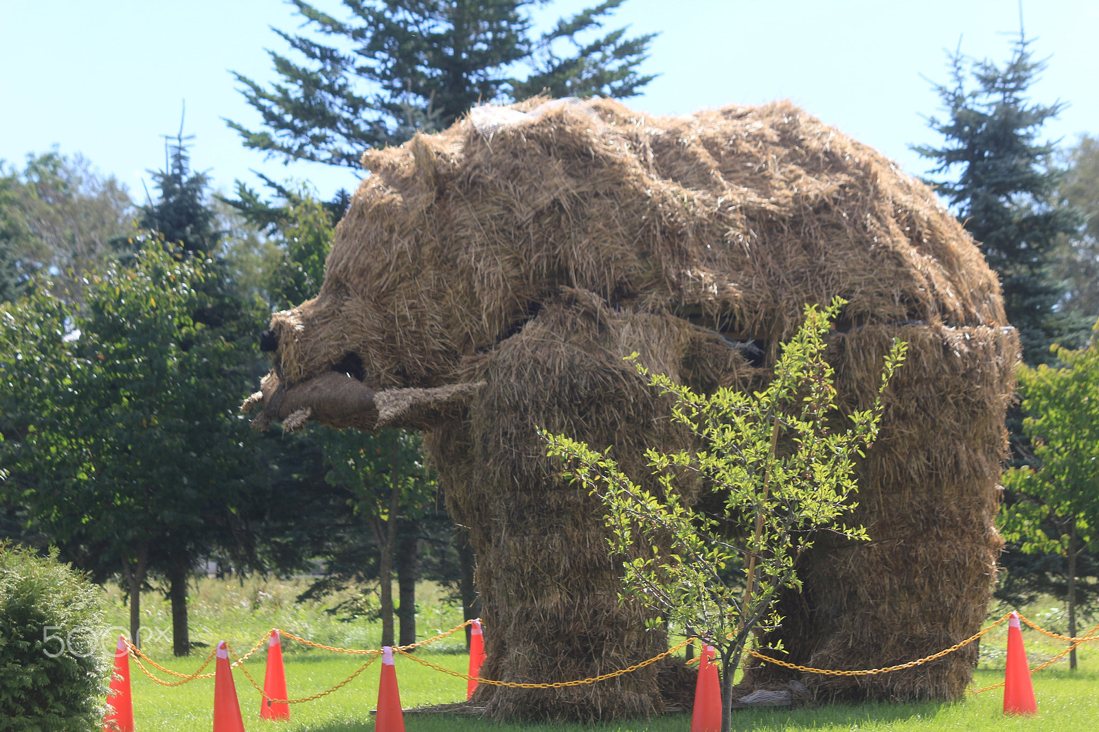 Canon EOS 550D (EOS Rebel T2i / EOS Kiss X4) sample photo. Straw bear photography