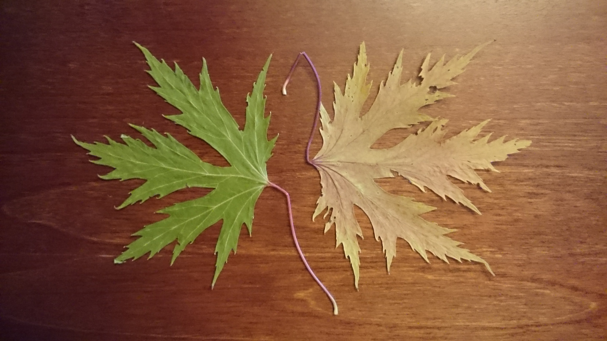 Sony Xperia Z Ultra sample photo