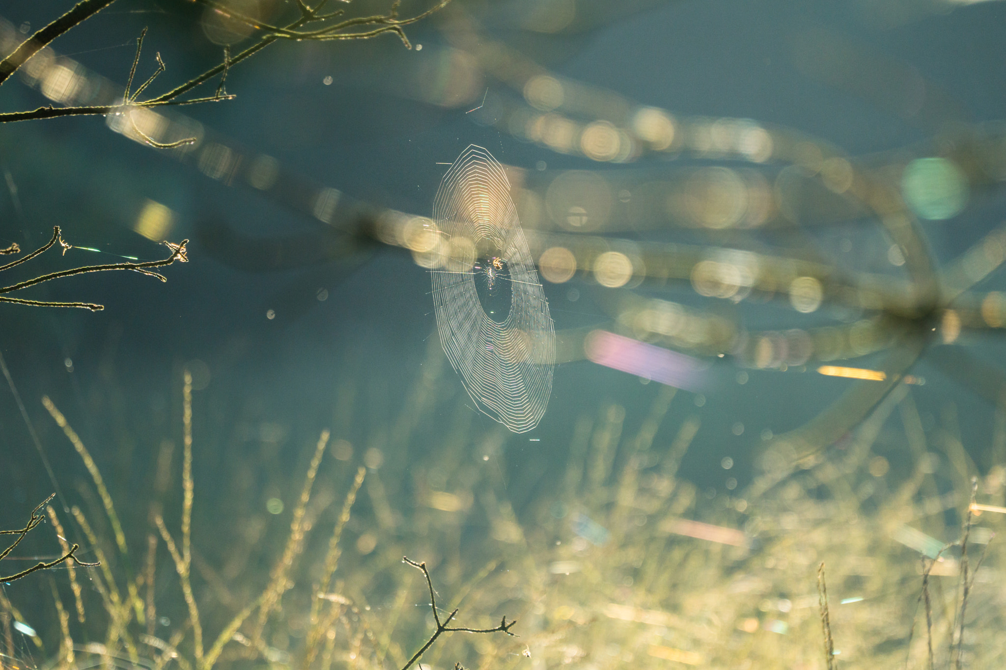 Sony FE 70-300mm F4.5-5.6 G OSS sample photo. Suspended spiderweb photography