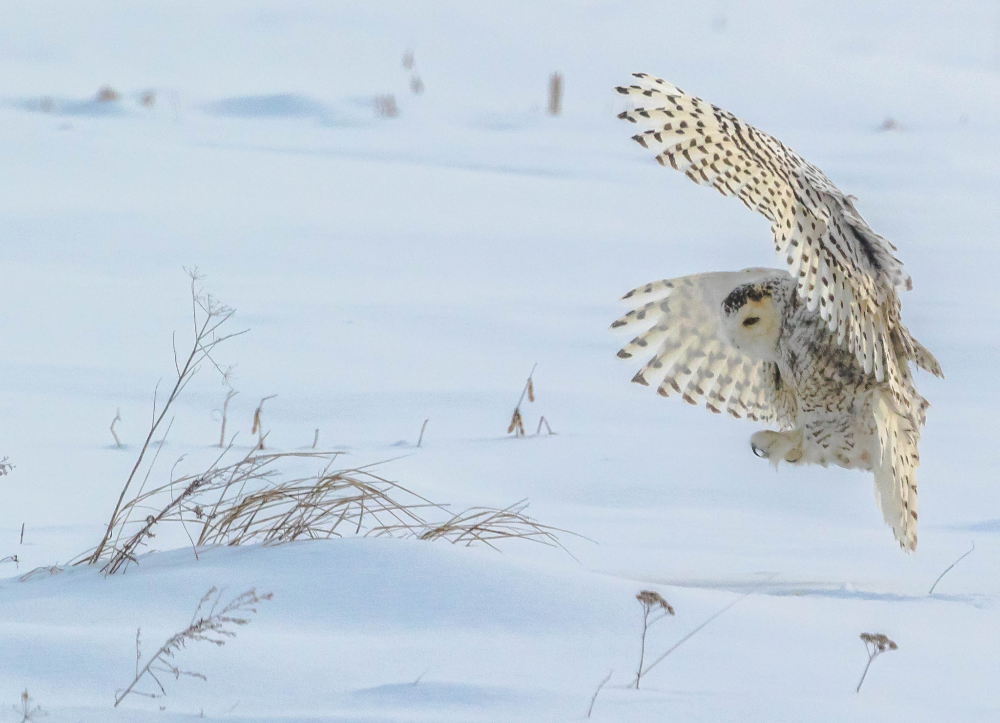 Canon EOS 7D Mark II + Canon EF 400mm F4 DO IS II USM sample photo. 16465137725.jpg photography