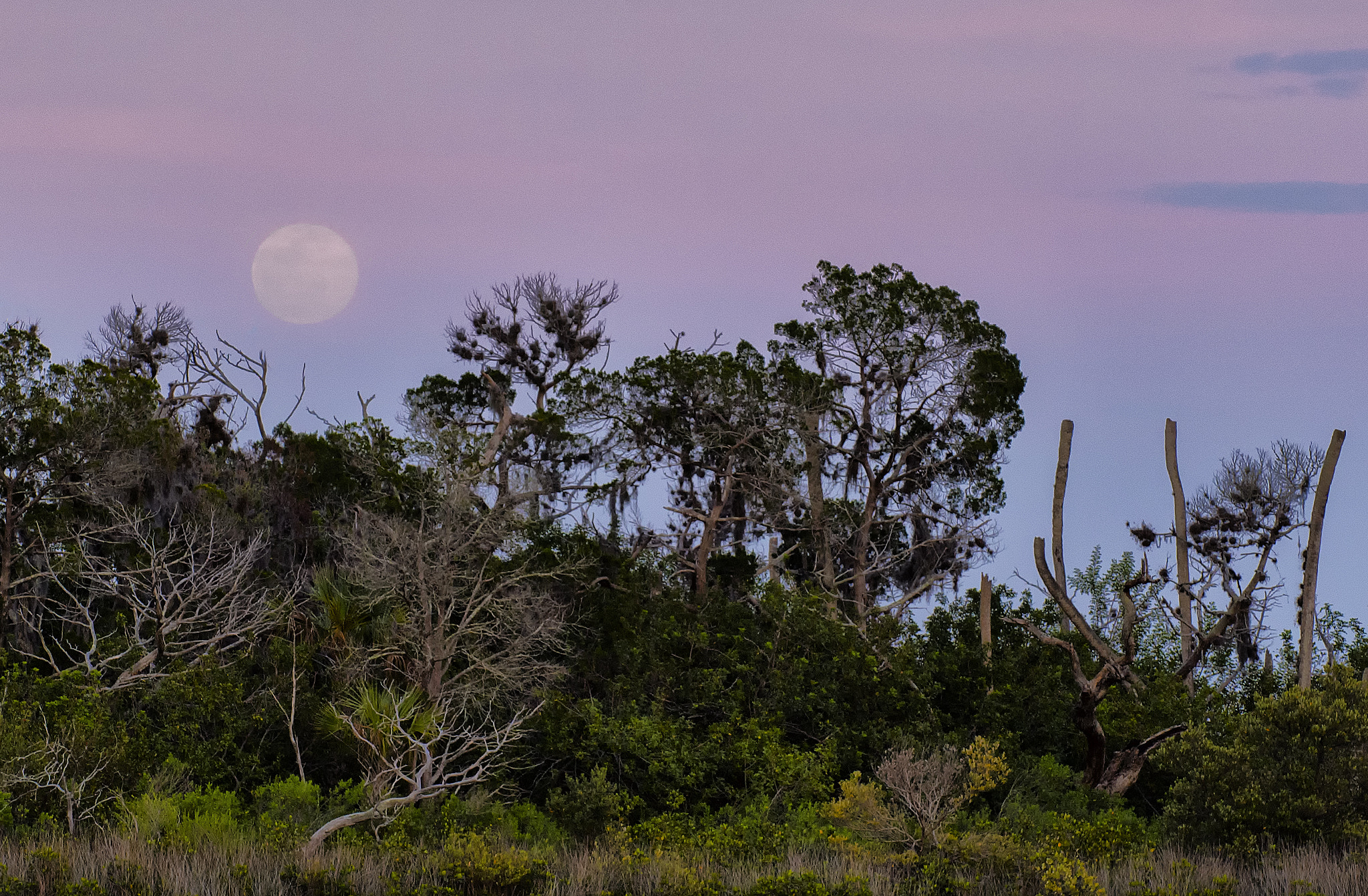 Nikon D5 sample photo. Ozello moonrise photography