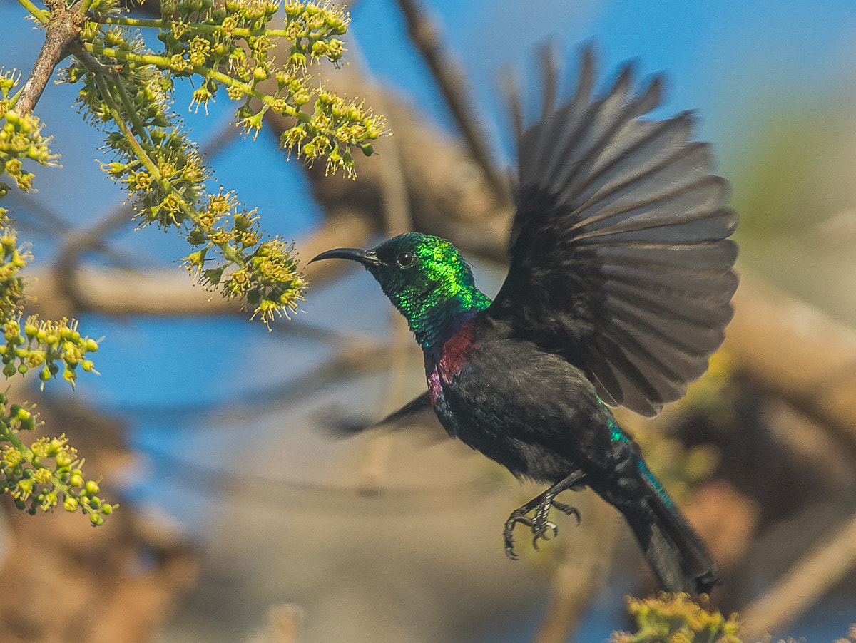 Nikon D7100 + Nikon AF-S Nikkor 200-400mm F4G ED-IF VR sample photo. Purple-banded sunbird. photography