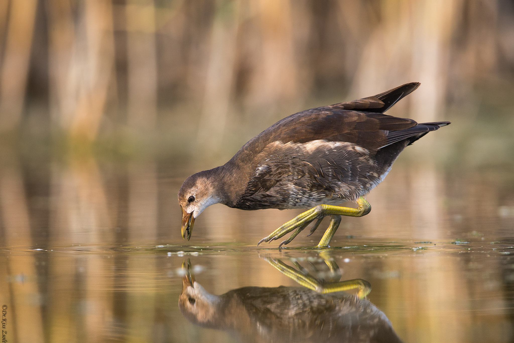 Canon EOS-1D X sample photo. Juvenile moorhen in morning lights photography