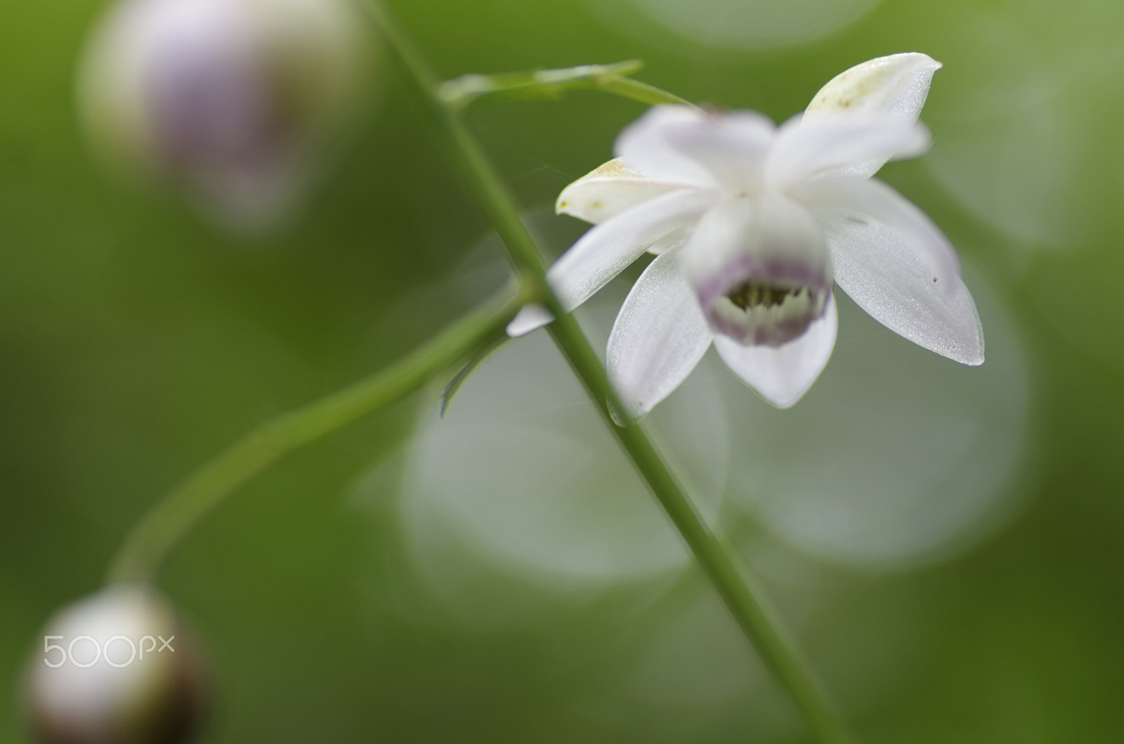 Pentax K-30 sample photo. Anemonopsis macrophylla photography