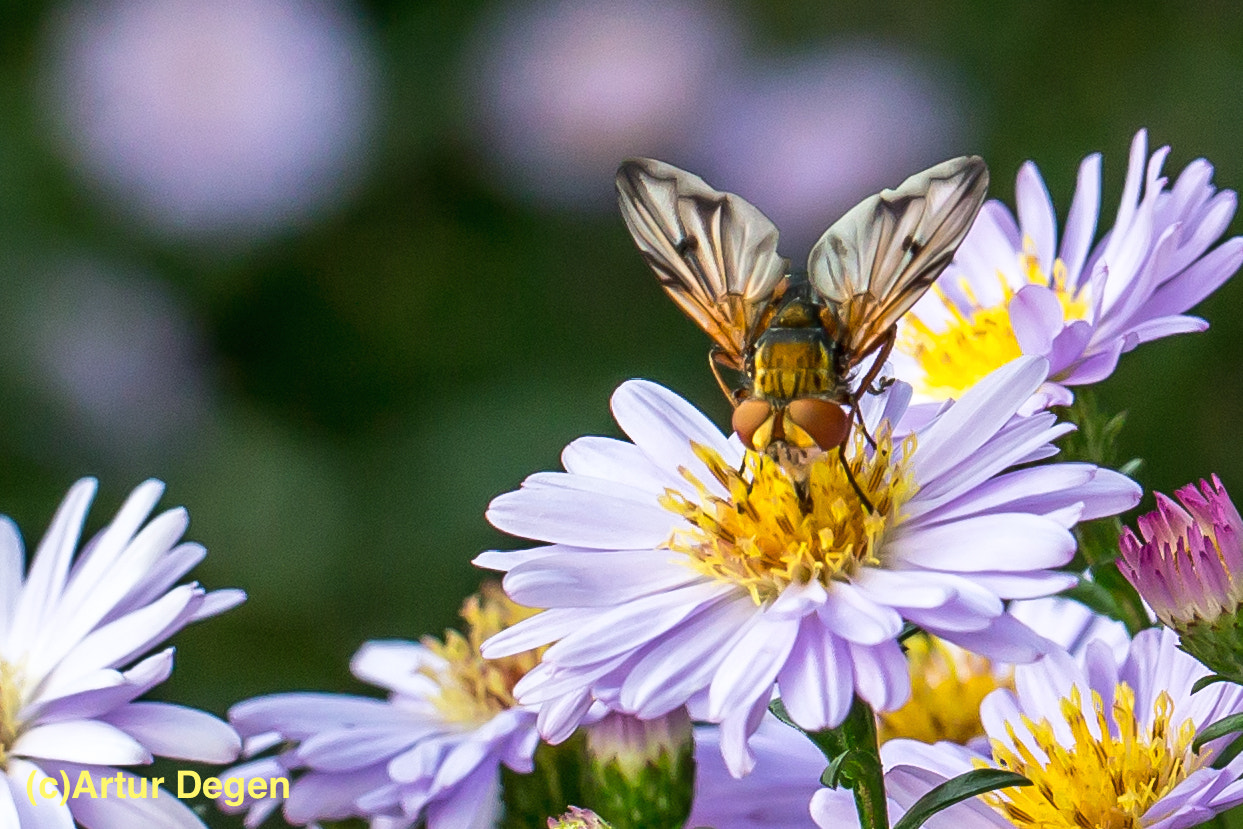 Canon EF 100mm F2.8L Macro IS USM sample photo. Insekten iii photography