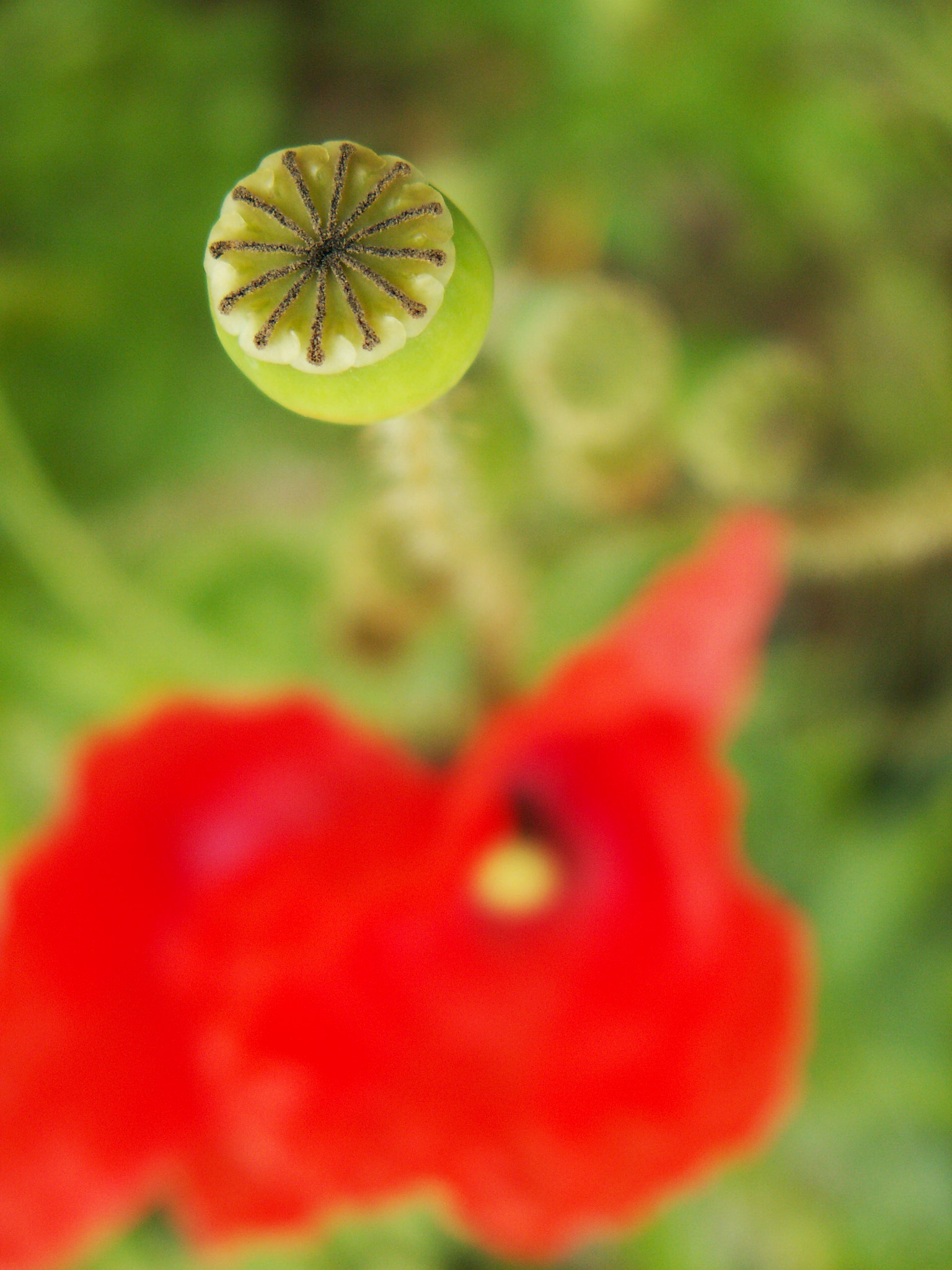 KONICA MINOLTA DiMAGE Z5 sample photo. Poppy ages photography