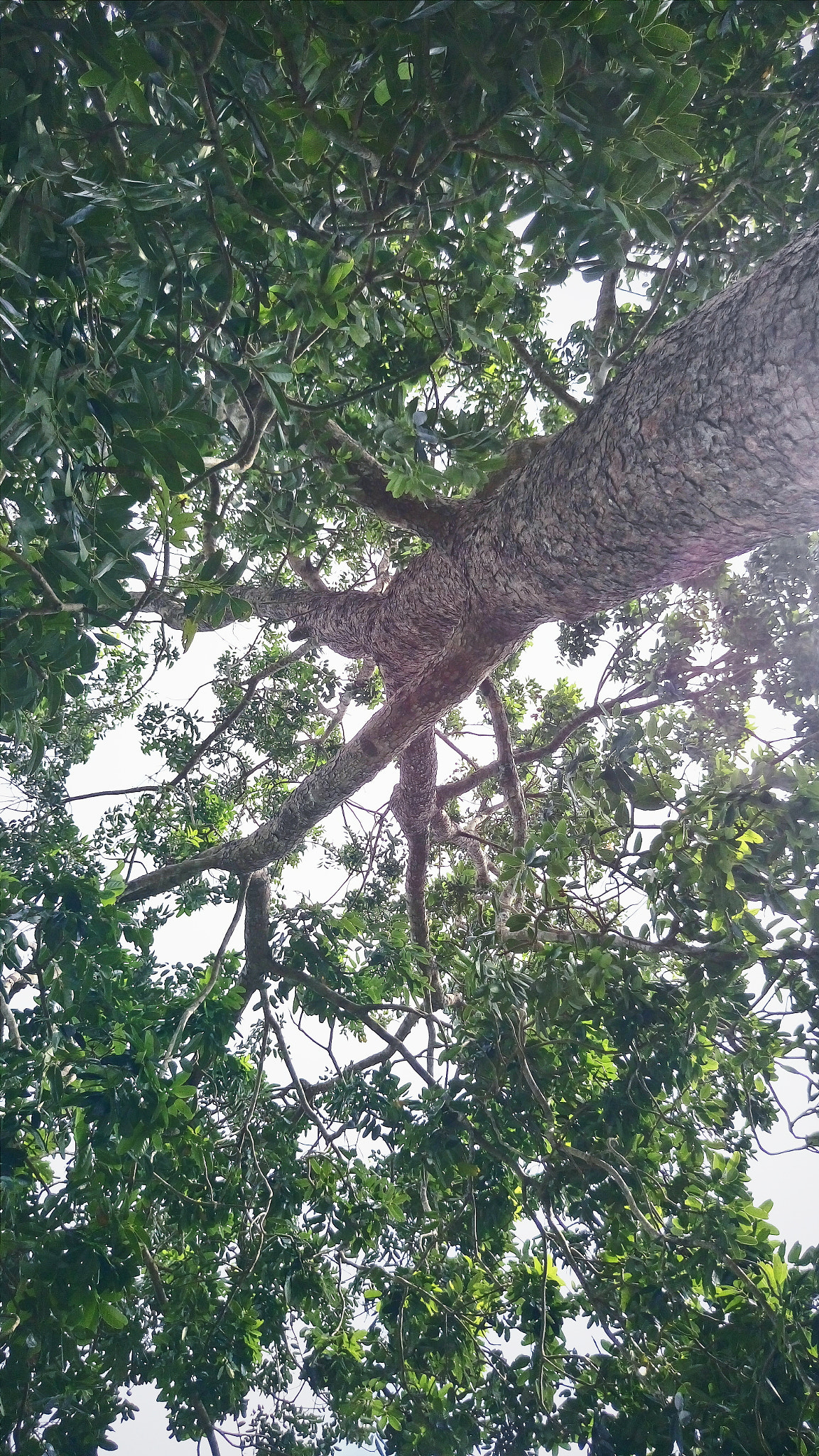 Sony Xperia M5 Dual sample photo. Tree photography
