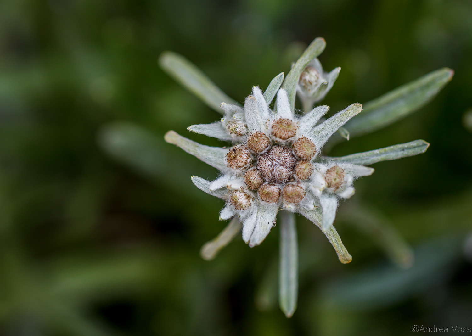 Canon EOS 60D + Canon EF 100mm F2.8L Macro IS USM sample photo. Edelweiss photography
