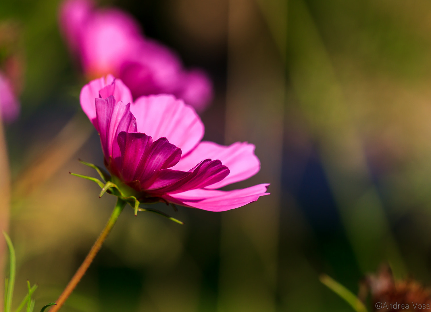 Canon EOS 60D + Canon EF 100mm F2.8L Macro IS USM sample photo. It's wednesday photography