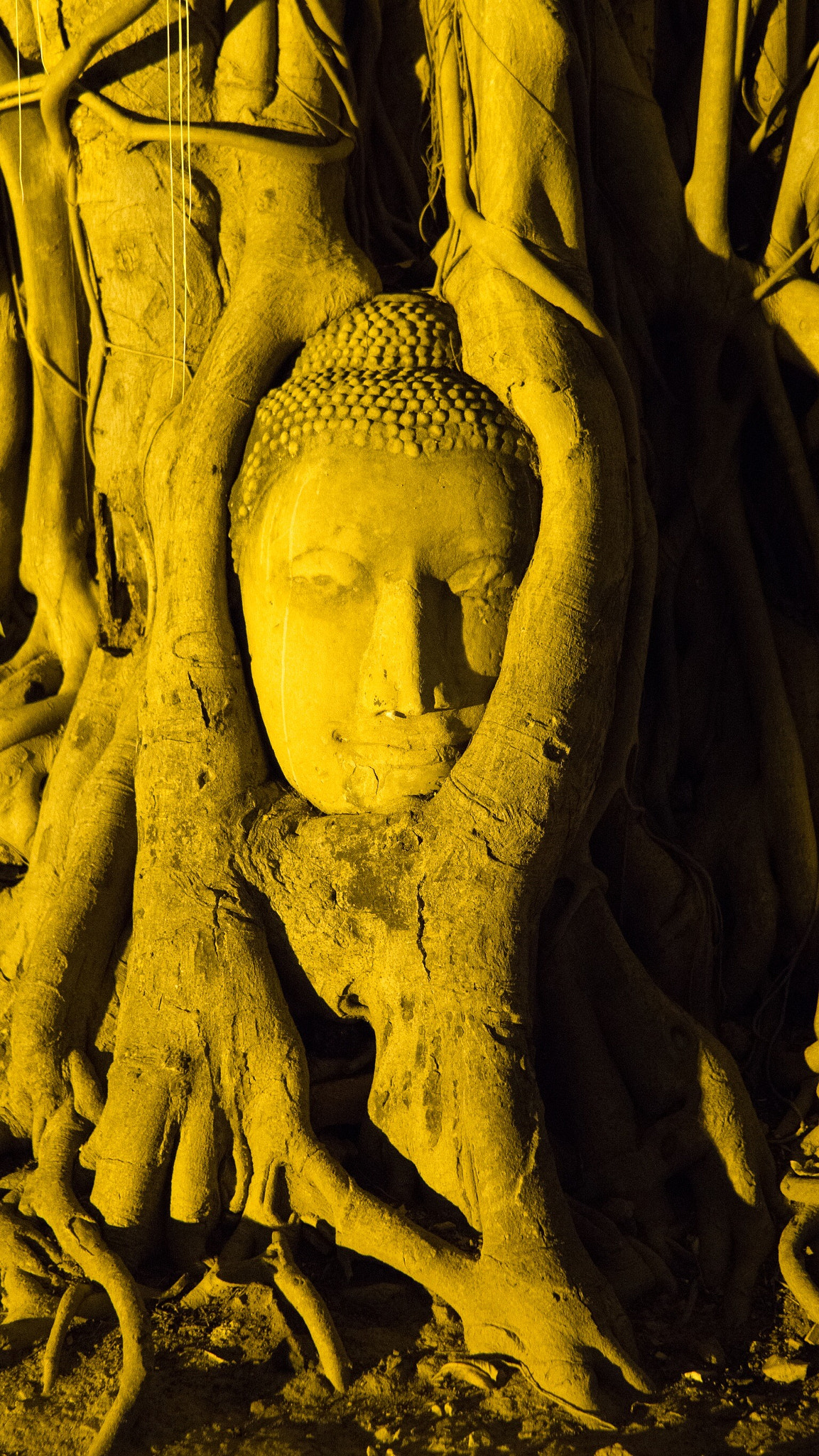 Sony a5100 + Sony Distagon T* FE 35mm F1.4 ZA sample photo. Buddha of image in root photography