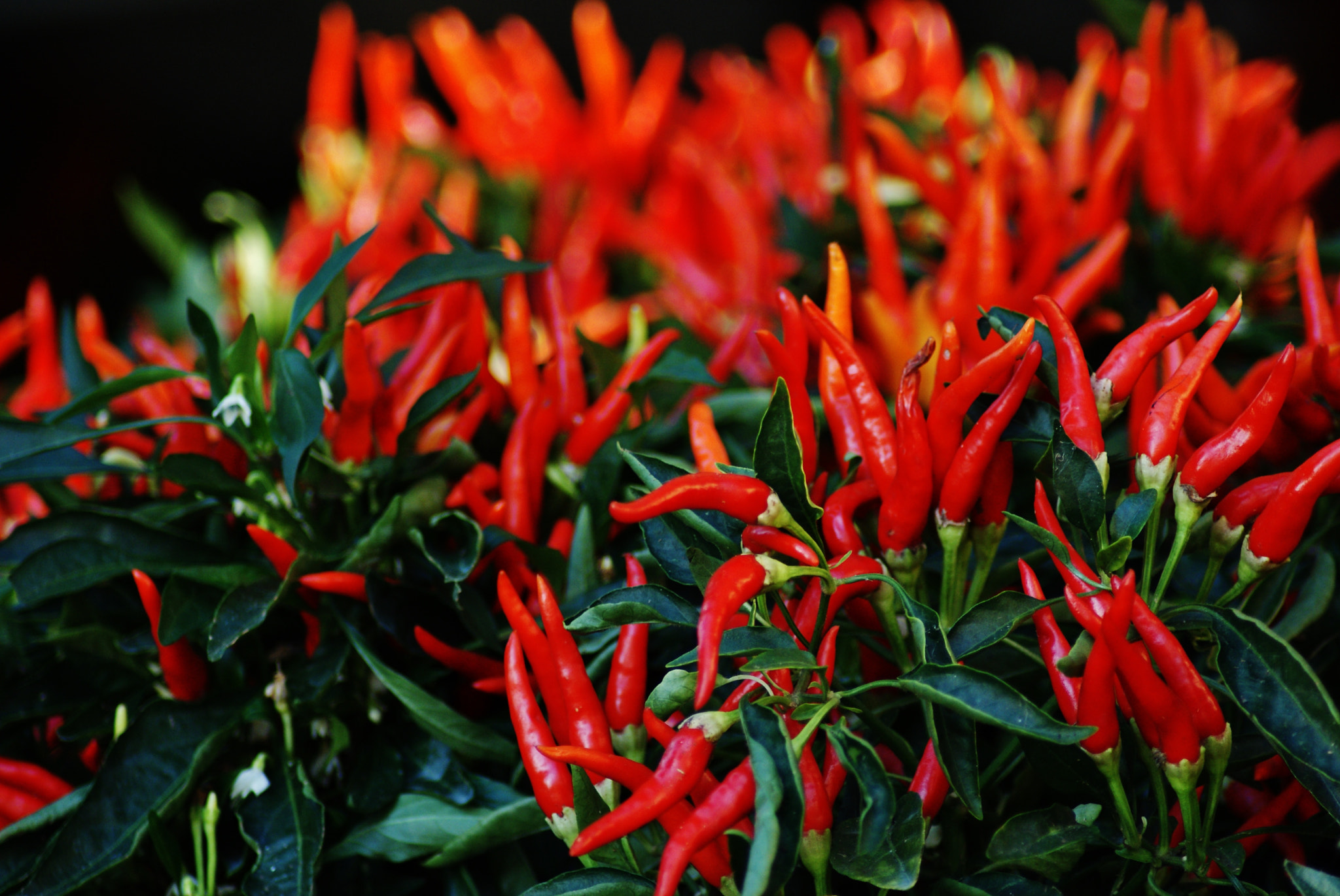 Sony Alpha DSLR-A200 + Tamron Lens (255) sample photo. Different colours photography