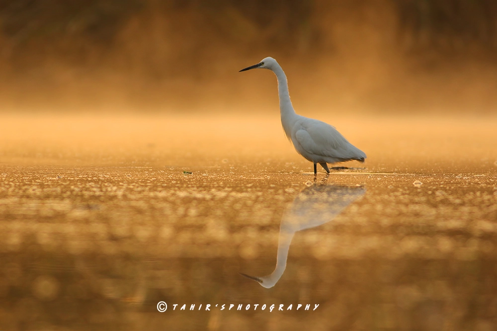 Canon EOS 7D Mark II + Canon EF 400mm F5.6L USM sample photo. Misty morning photography