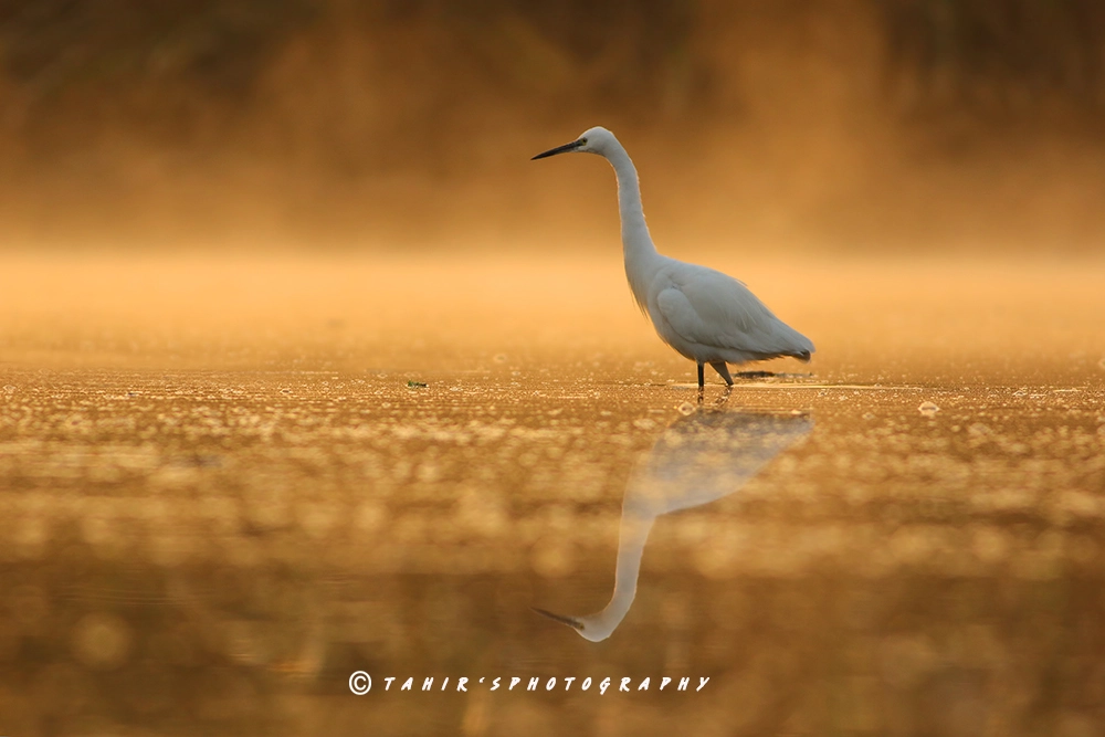 Canon EF 400mm F5.6L USM sample photo. Misty morning photography