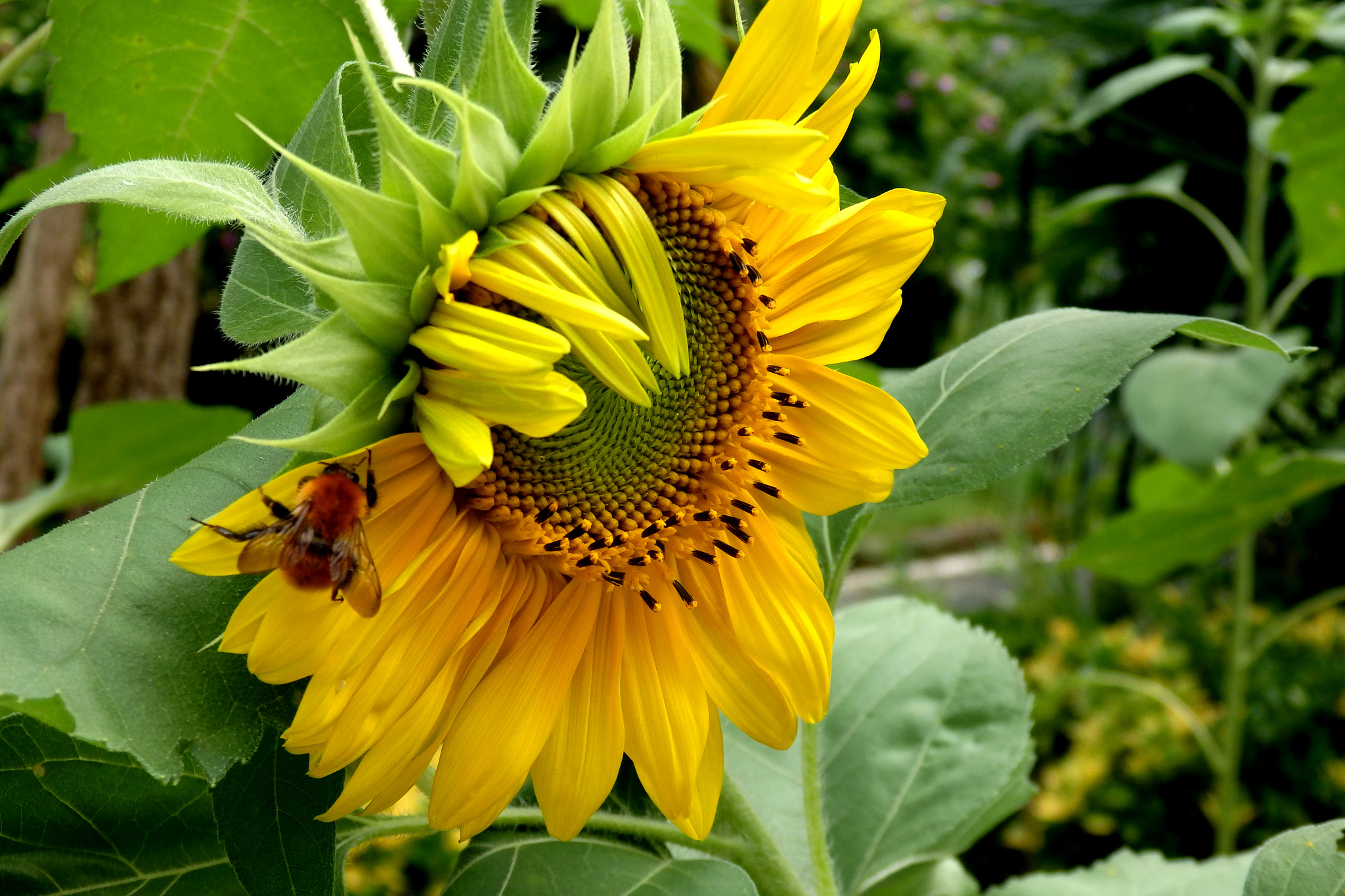 Olympus SZ-17 sample photo. Sunflower photography