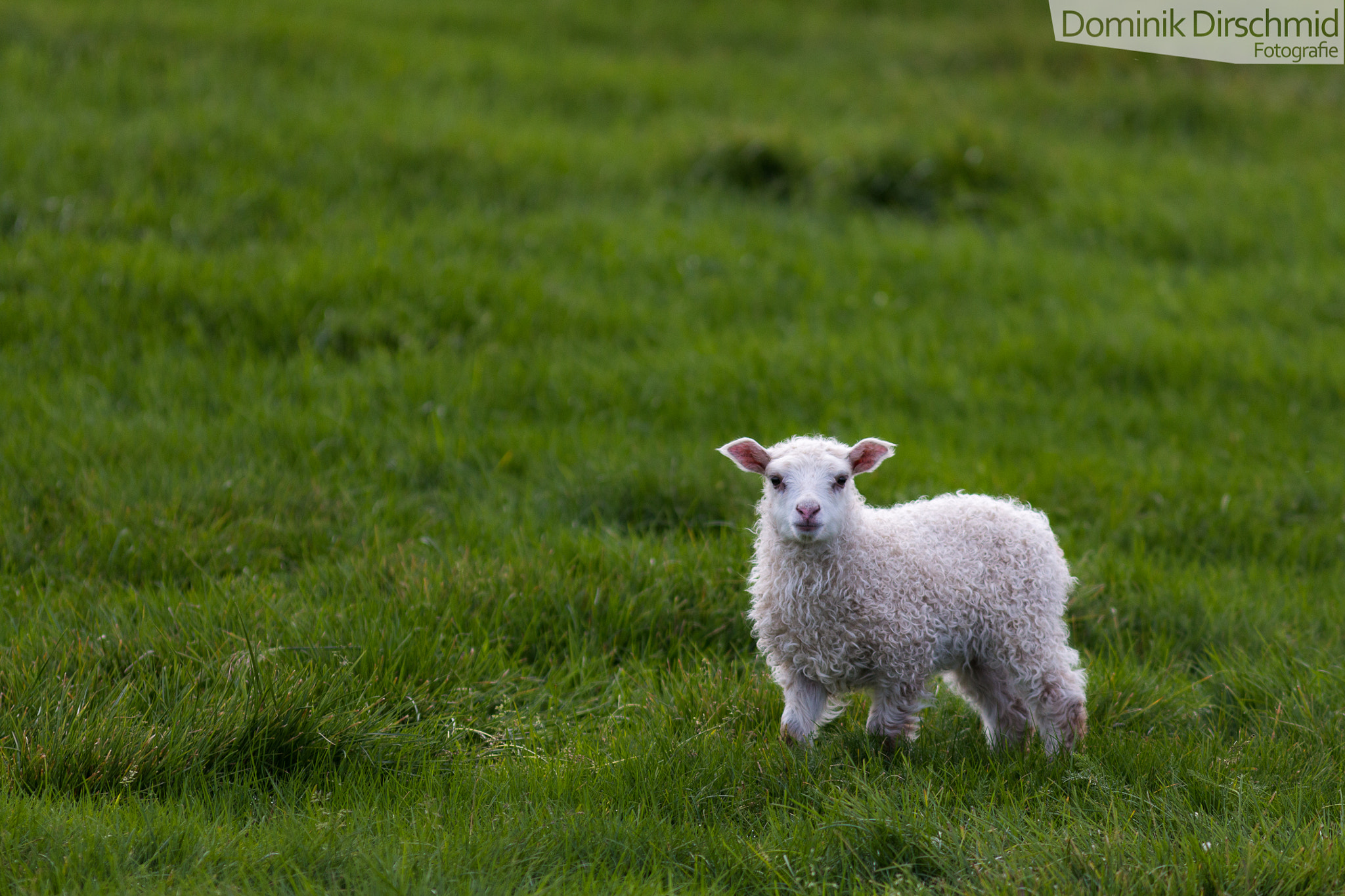 Canon EF 300mm F4L IS USM sample photo. Lamb photography