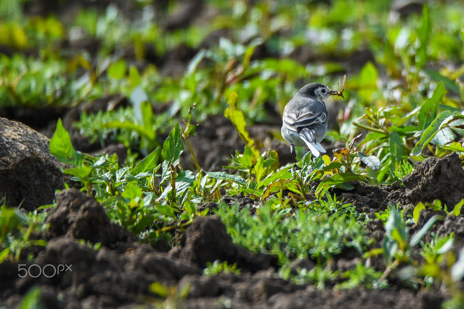 Tamron SP 150-600mm F5-6.3 Di VC USD sample photo. The enemy of a fly photography