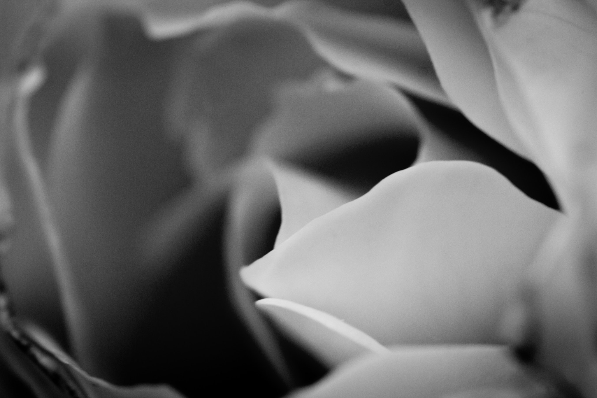 Canon EF 100mm F2.8 Macro USM sample photo. Flower photography