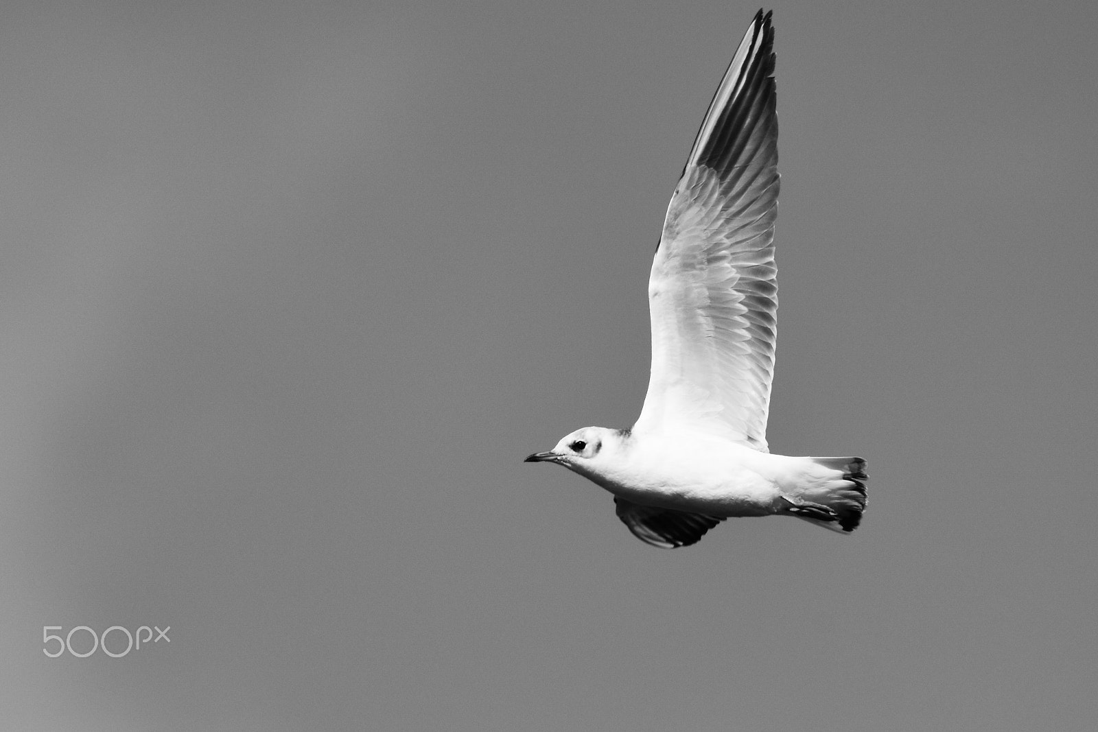 Tamron SP 150-600mm F5-6.3 Di VC USD sample photo. Seagull photography