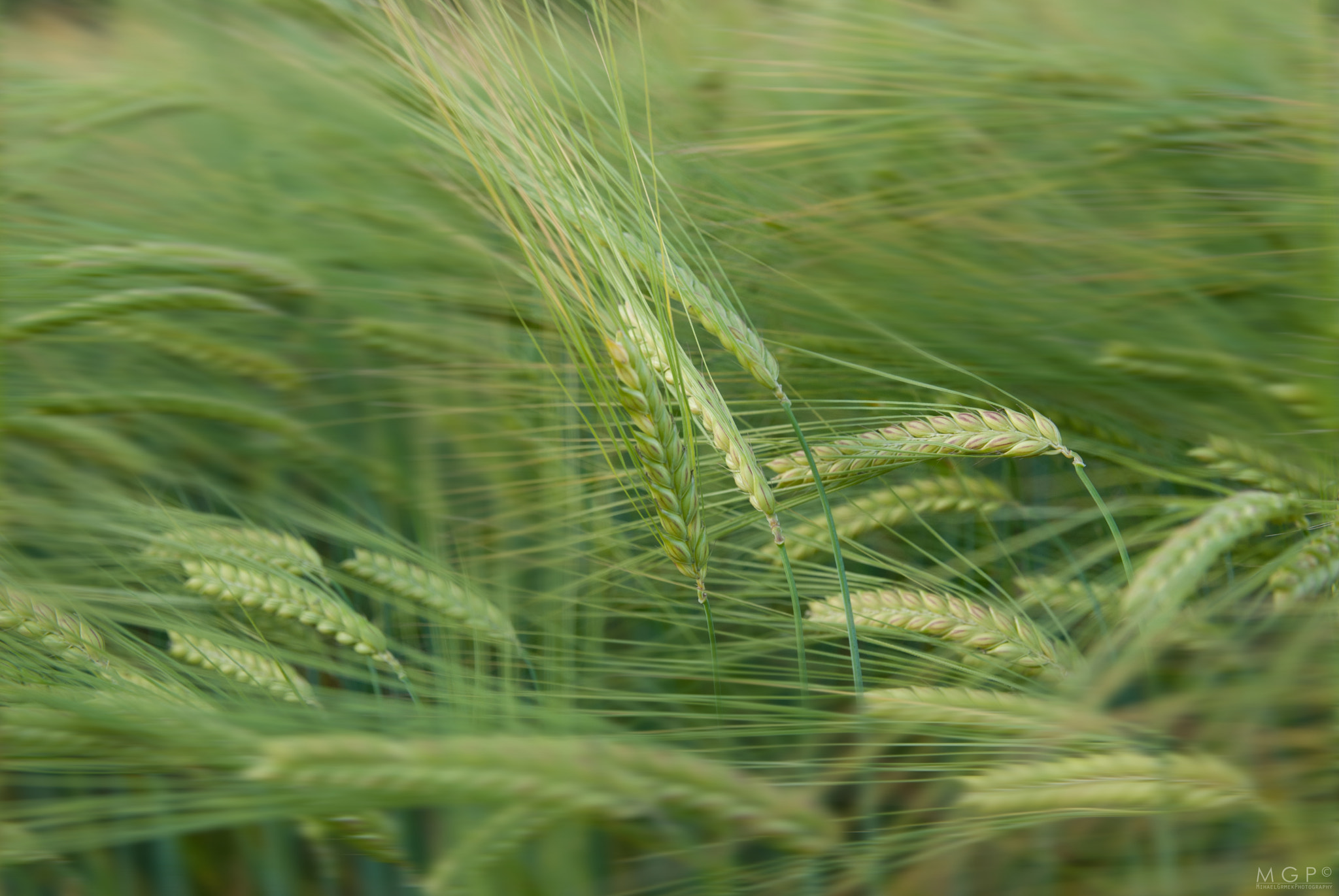 Nikon D200 sample photo. Wheat fields photography