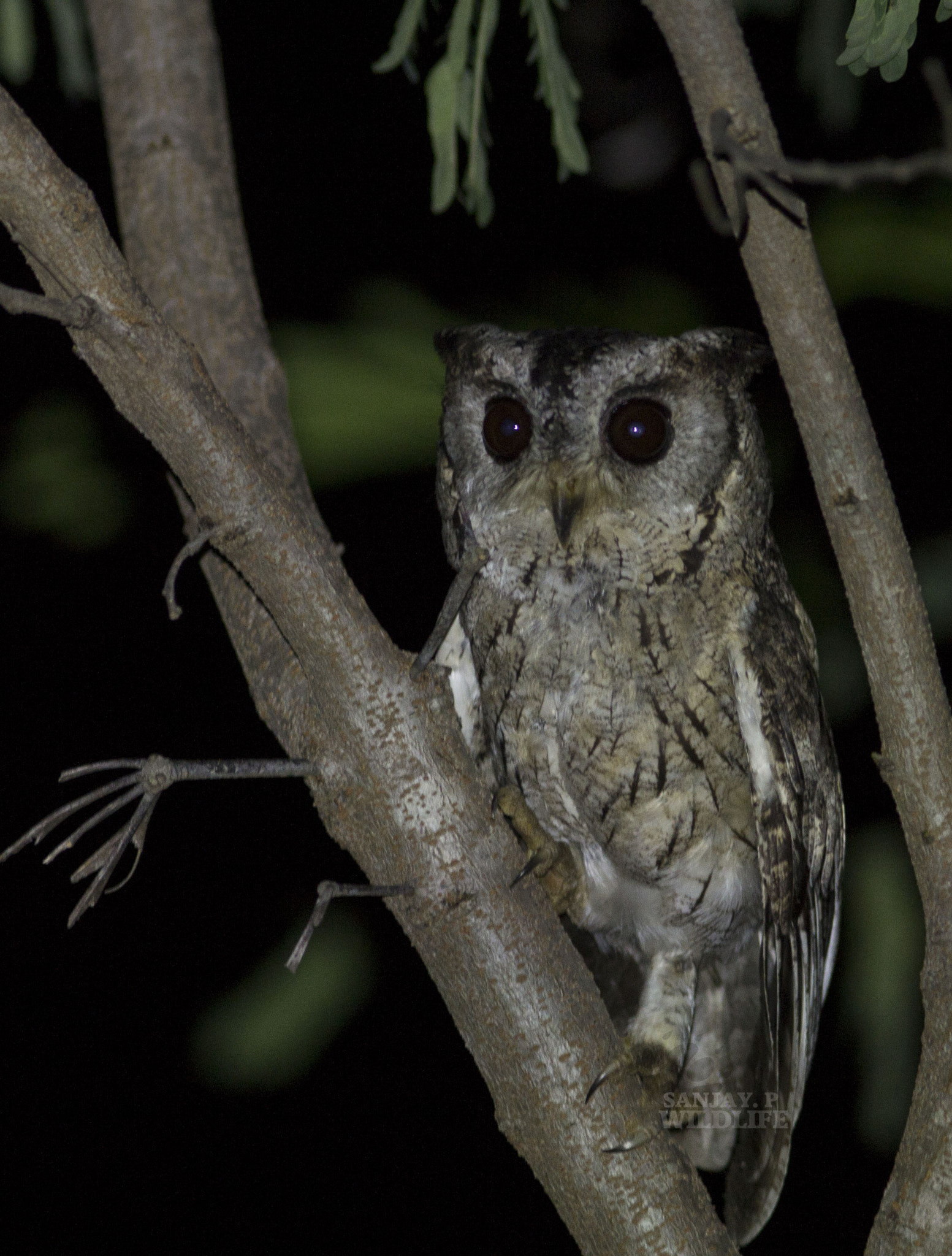 Canon EOS 60D + Canon EF 300mm F4L IS USM sample photo. Indian scops owl (ottus bakkamoena) photography