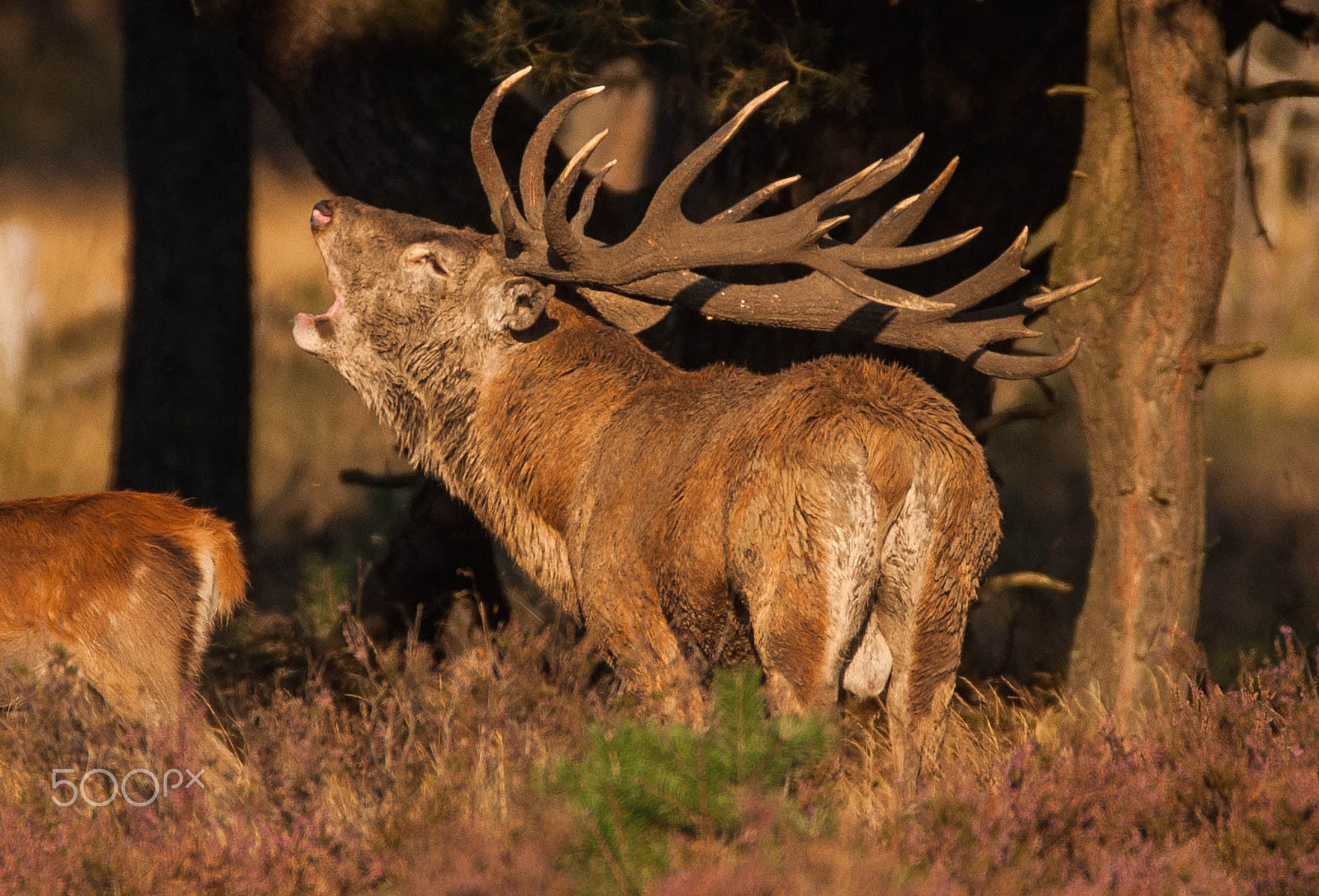 Sigma 150-600mm F5-6.3 DG OS HSM | C sample photo. Edelhert / red deer photography