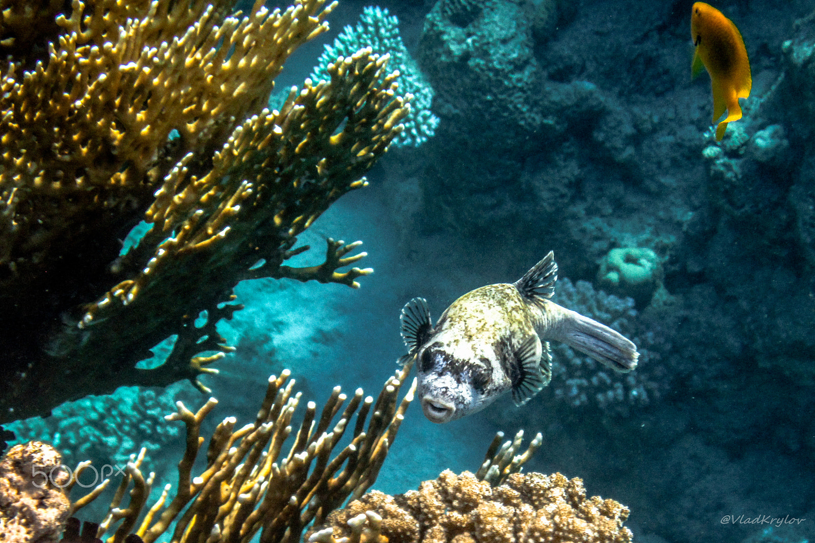 Canon PowerShot D10 sample photo. Red sea underwater. photography