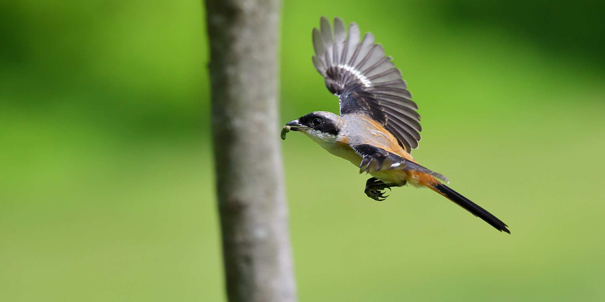 Canon EOS-1D X + Canon EF 300mm F2.8L IS II USM sample photo. Harvest photography