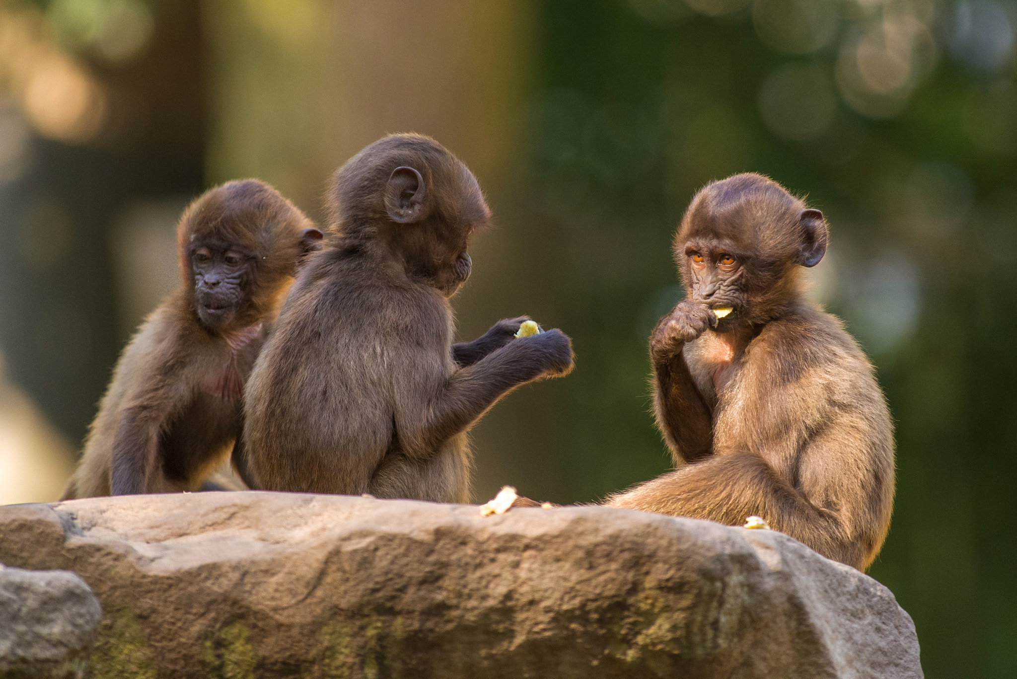 Pentax smc DA* 300mm F4.0 ED (IF) SDM sample photo. Little monkeys photography