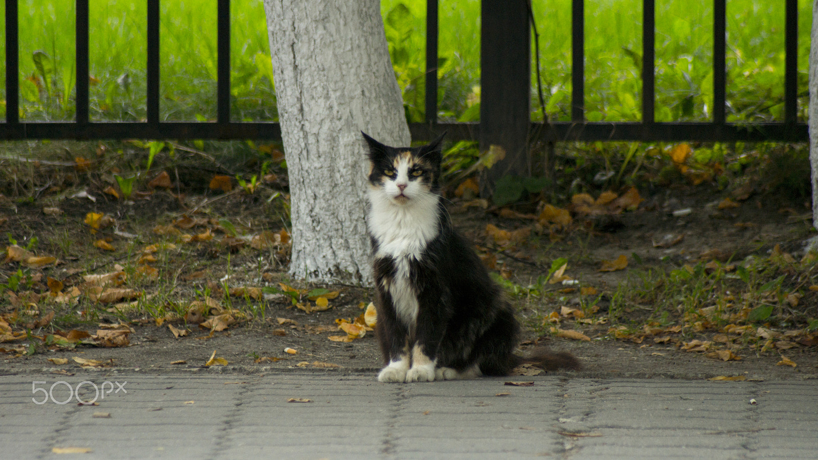 Sony 75-300mm F4.5-5.6 sample photo. Like a boss photography