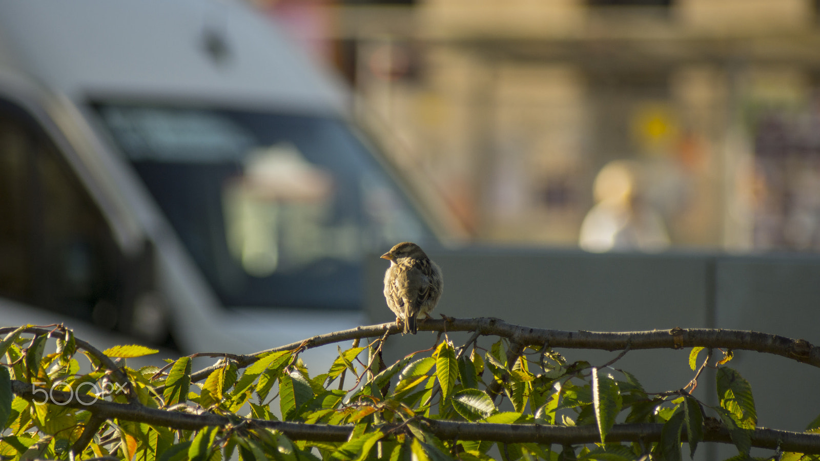 Sony 75-300mm F4.5-5.6 sample photo. Good morning kaliningrad! photography