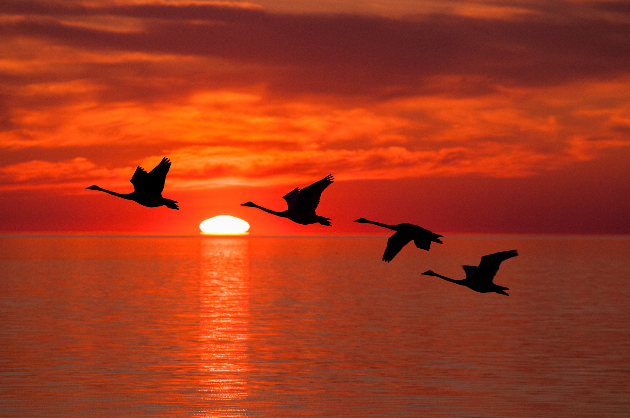 Sigma 70-200mm F2.8 EX DG OS HSM sample photo. Swans photography