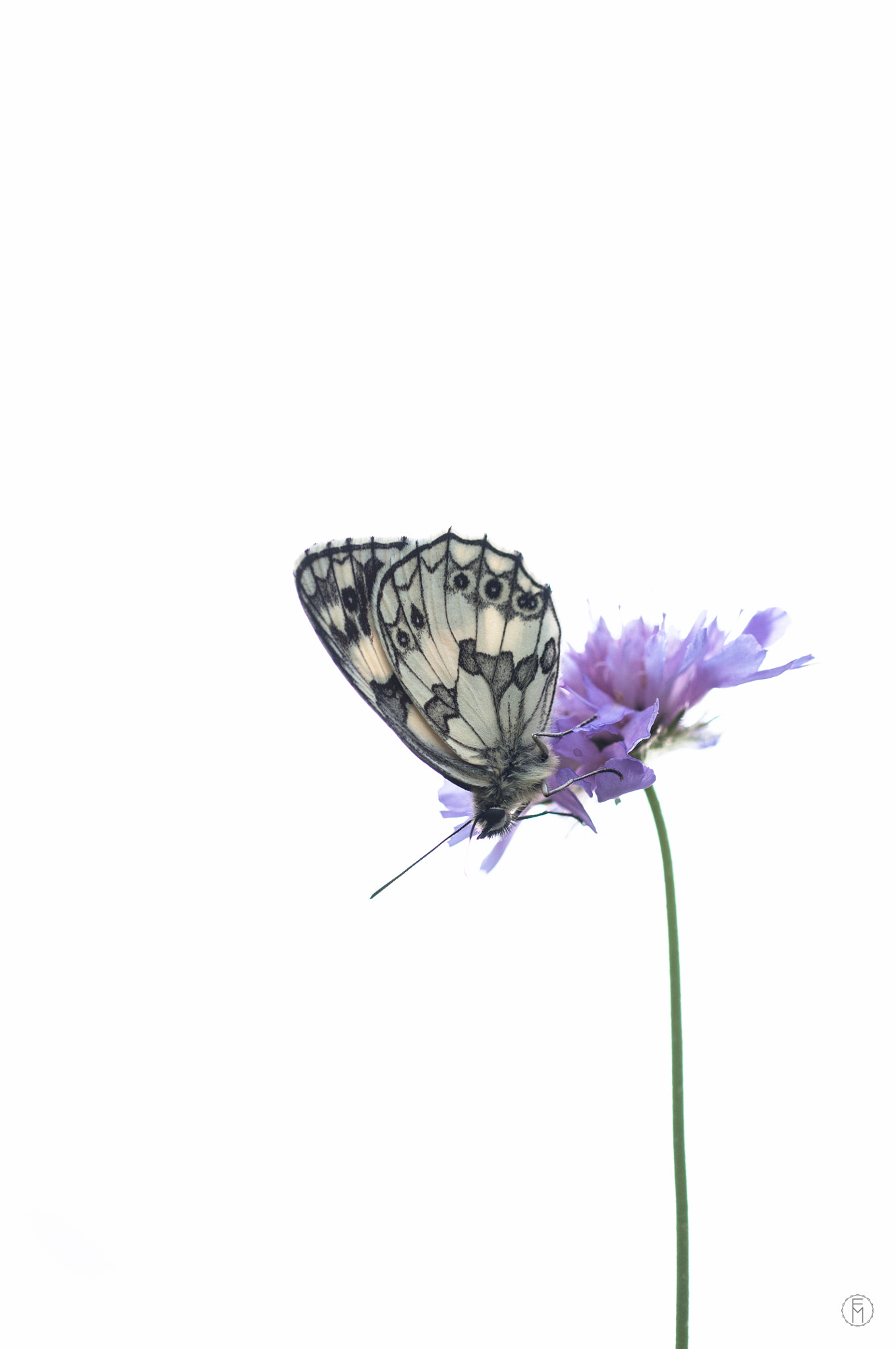 Nikon D300 + Nikon AF Micro-Nikkor 60mm F2.8D sample photo. Demi-deuil (melanargia galathea) photography