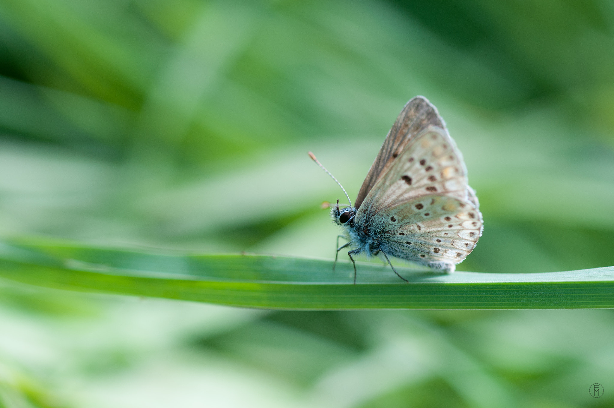 Nikon D300 + Nikon AF Micro-Nikkor 60mm F2.8D sample photo. Azuré commun (polyommatus icarus) photography