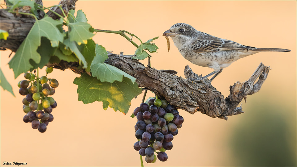 Canon EF 300mm F2.8L IS II USM sample photo. Alcaudon joven photography