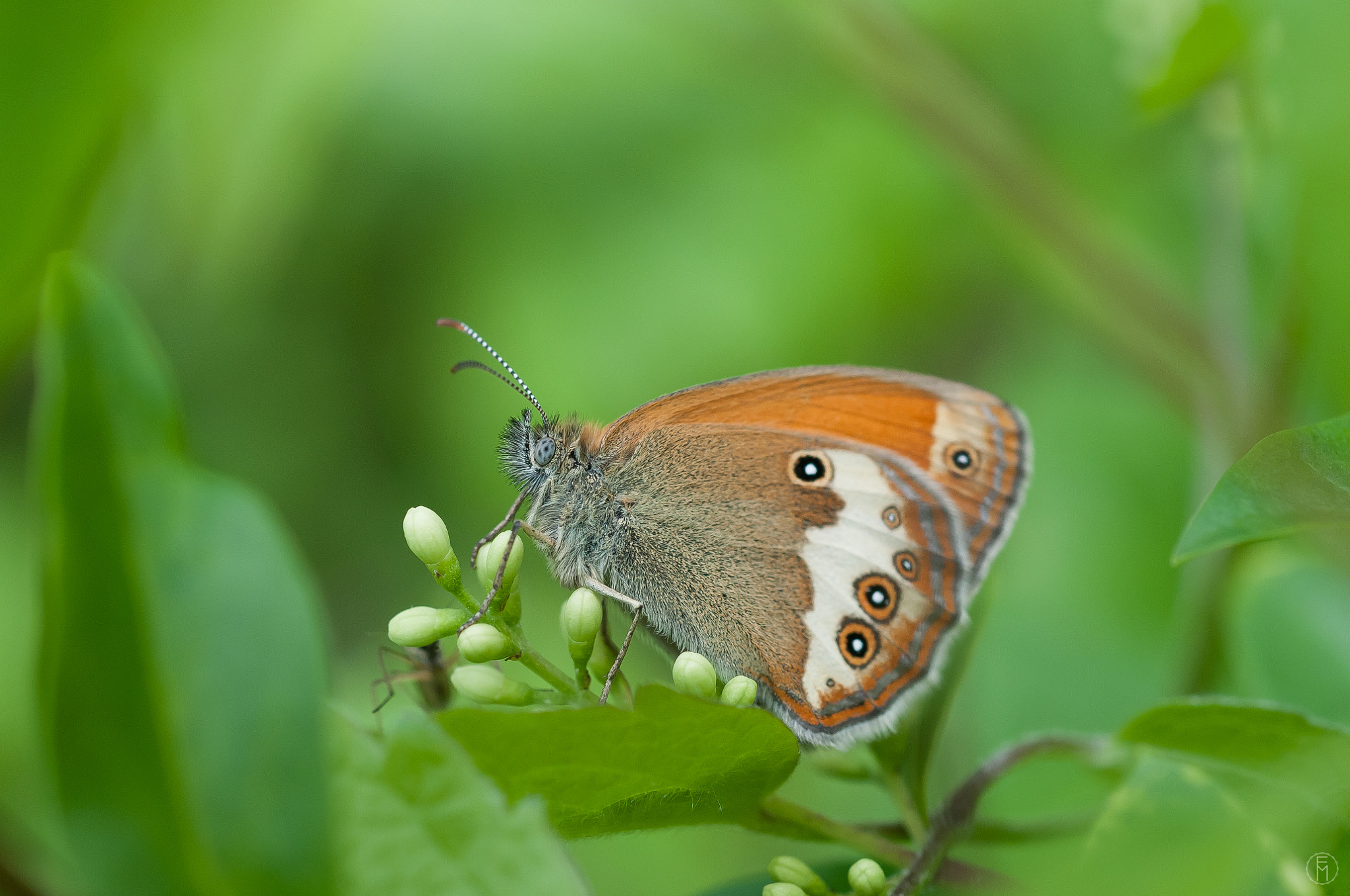 Nikon AF Micro-Nikkor 60mm F2.8D sample photo. Céphale (coenonympha arcania) photography