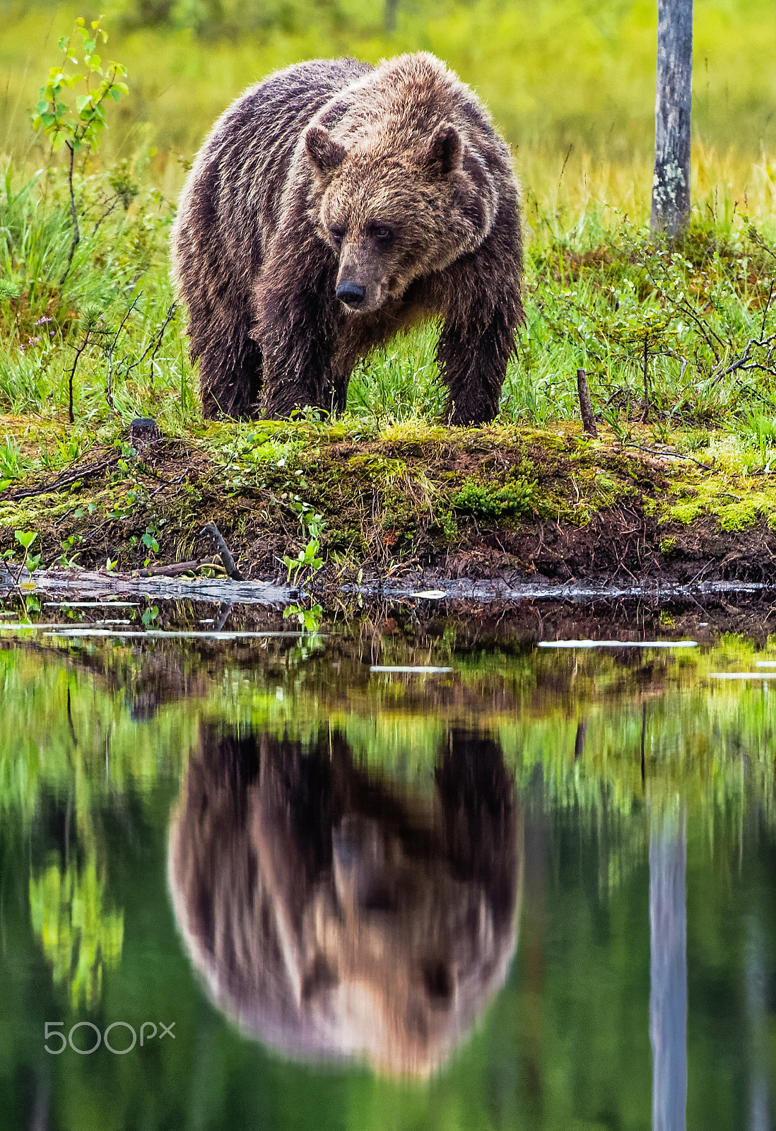 Nikon AF-S Nikkor 200-400mm F4G ED-IF VR sample photo. Brown bear by the lake photography