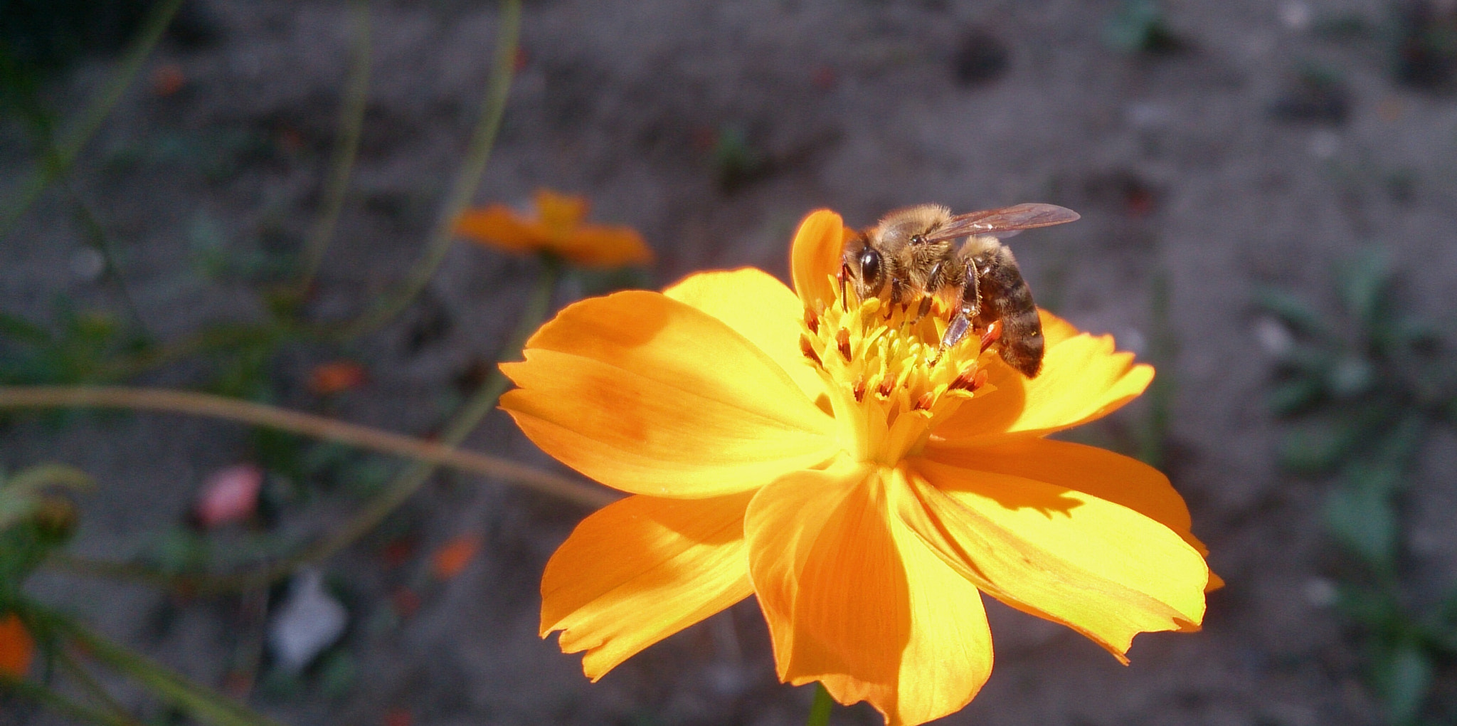 Sony Xperia ZR sample photo. Honeybee photography