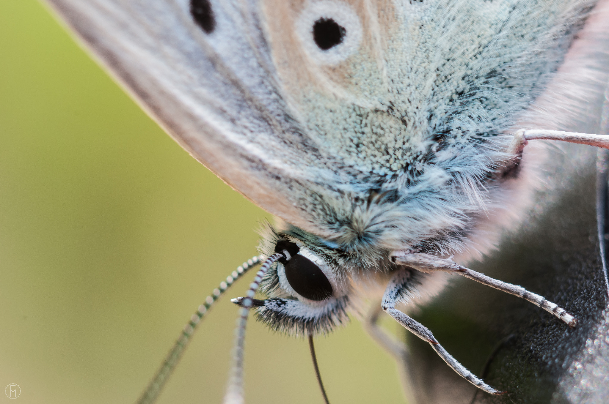 Nikon D300 + Nikon AF Micro-Nikkor 60mm F2.8D sample photo. Azuré commun (polymmatus icarus) photography