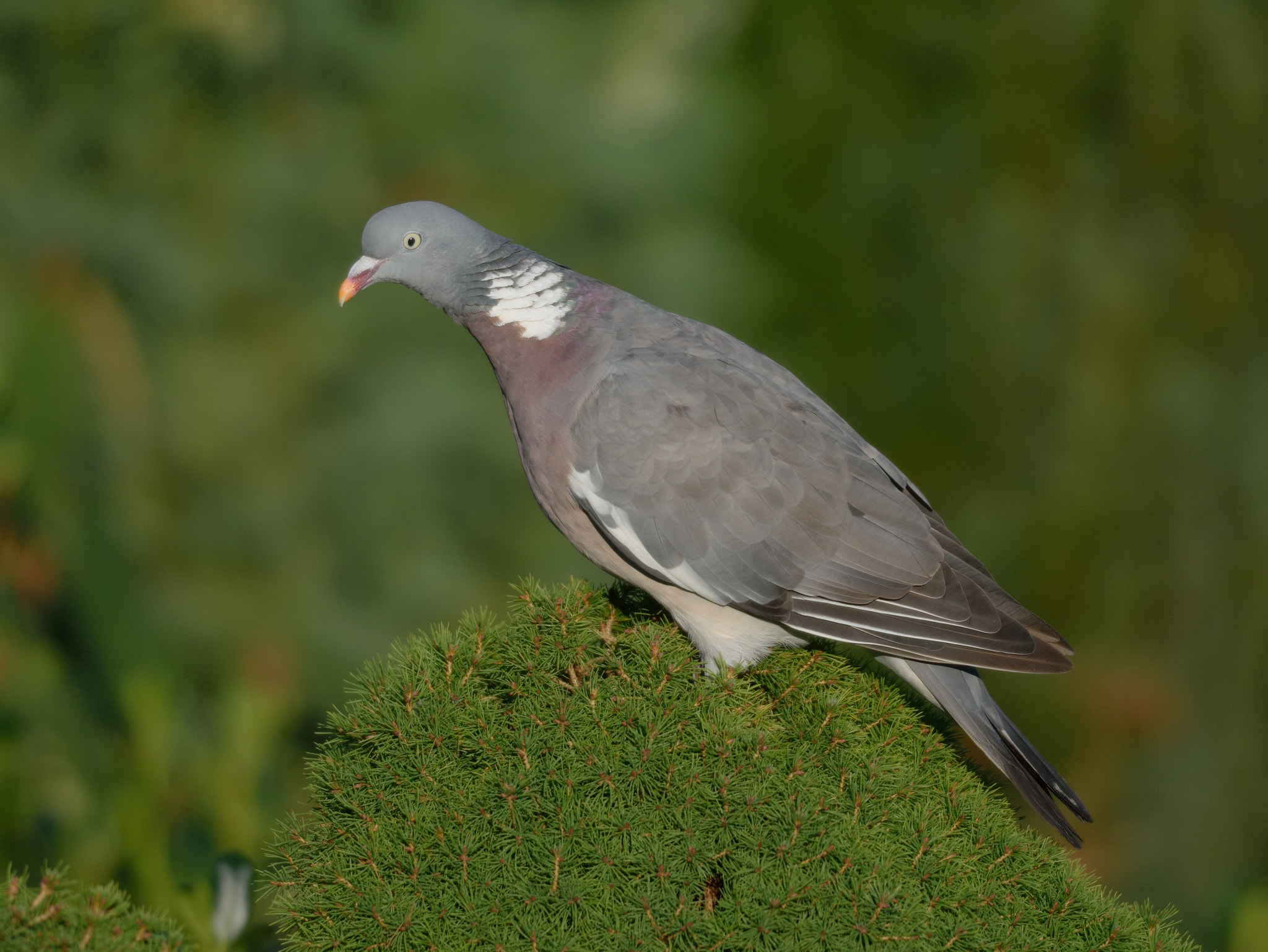 Nikon D3300 + Nikon AF-S Nikkor 300mm F4D ED-IF sample photo. Ringeltaube - common wood pigeon photography