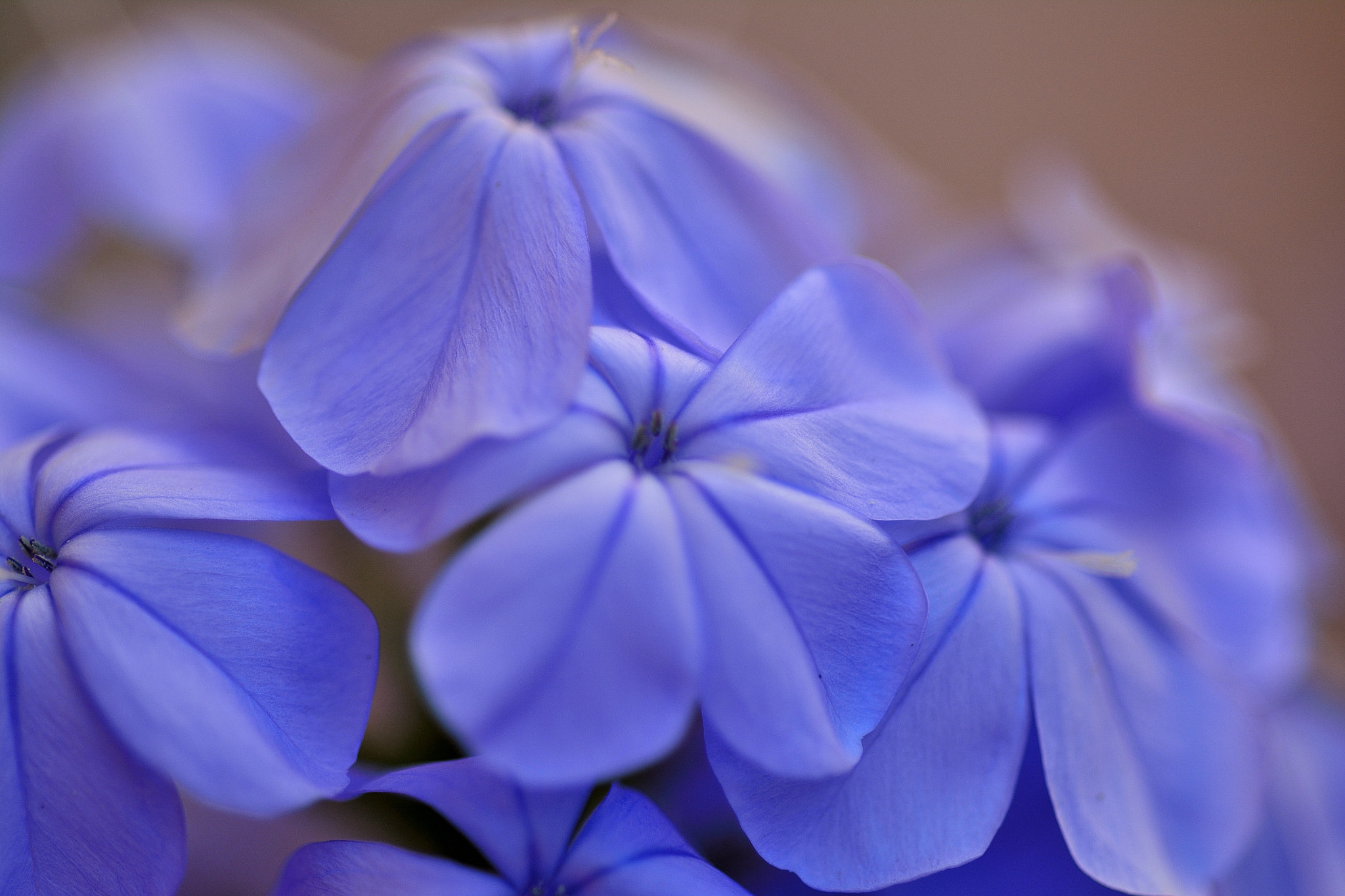 Nikon D5200 + AF Micro-Nikkor 60mm f/2.8 sample photo. Purple flower // flor morada photography