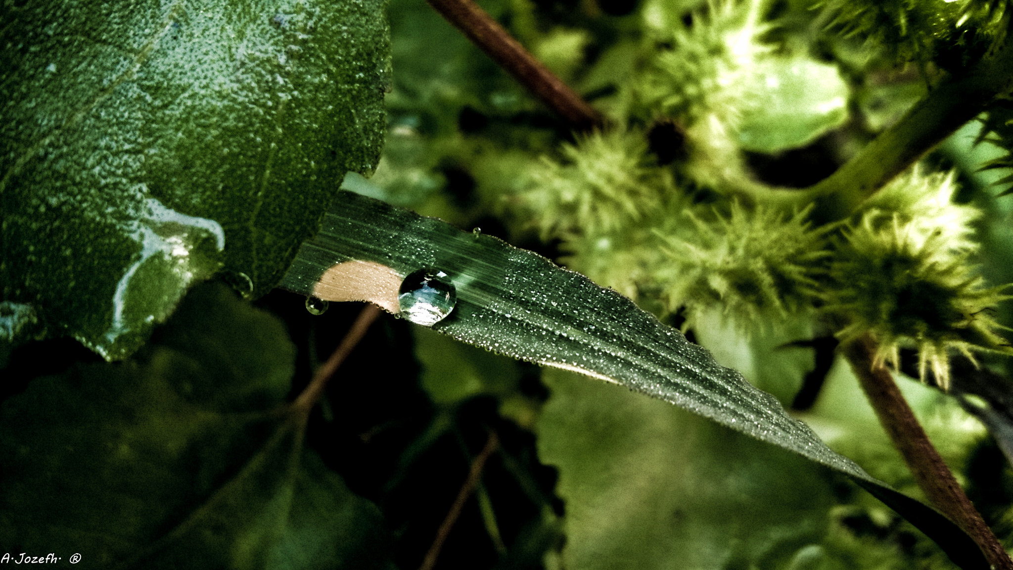 Nokia Lumia 735 sample photo. Morning dew photography