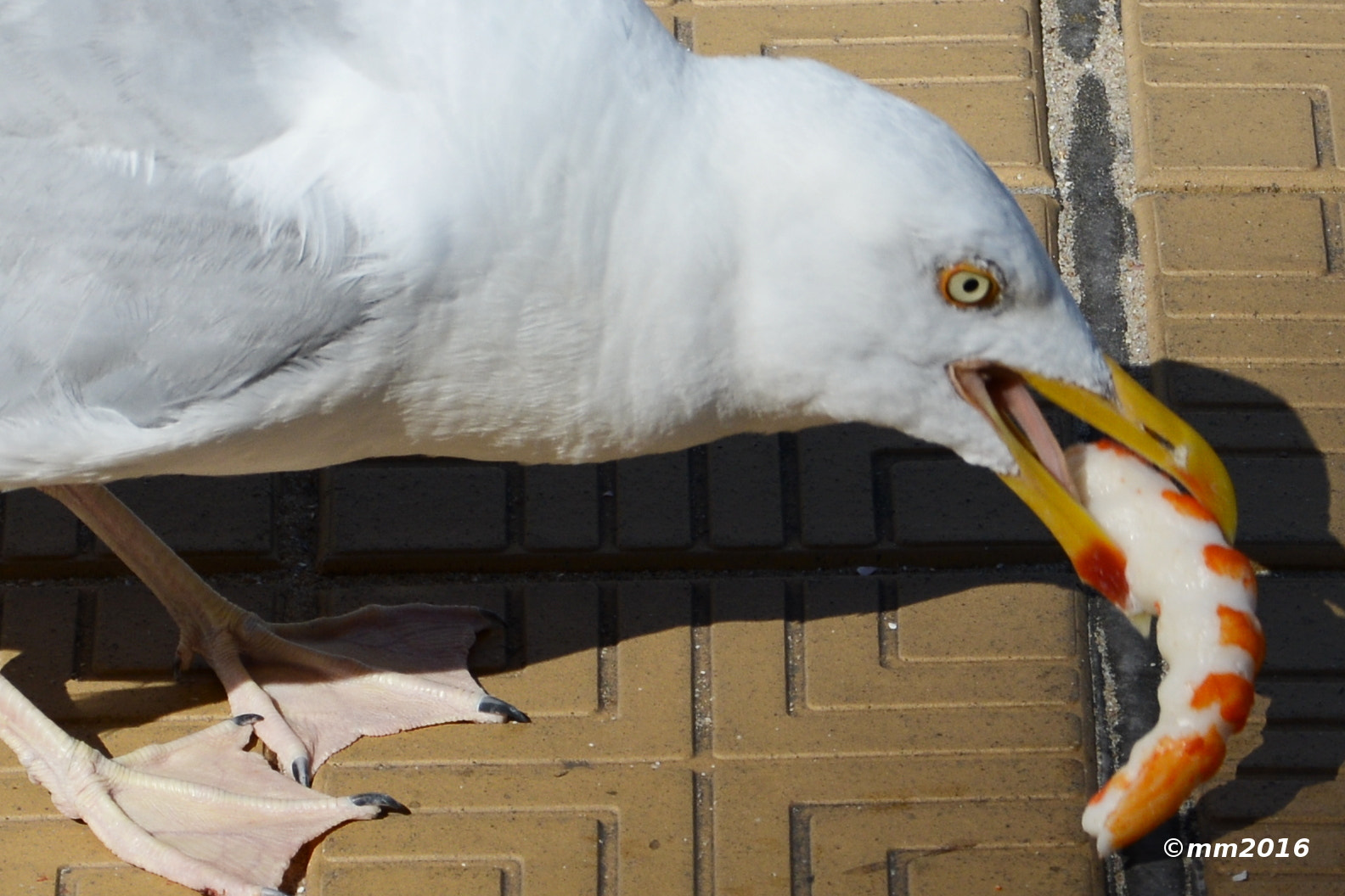 Sigma 17-70mm F2.8-4 DC Macro OS HSM | C sample photo. Hungry seagull photography