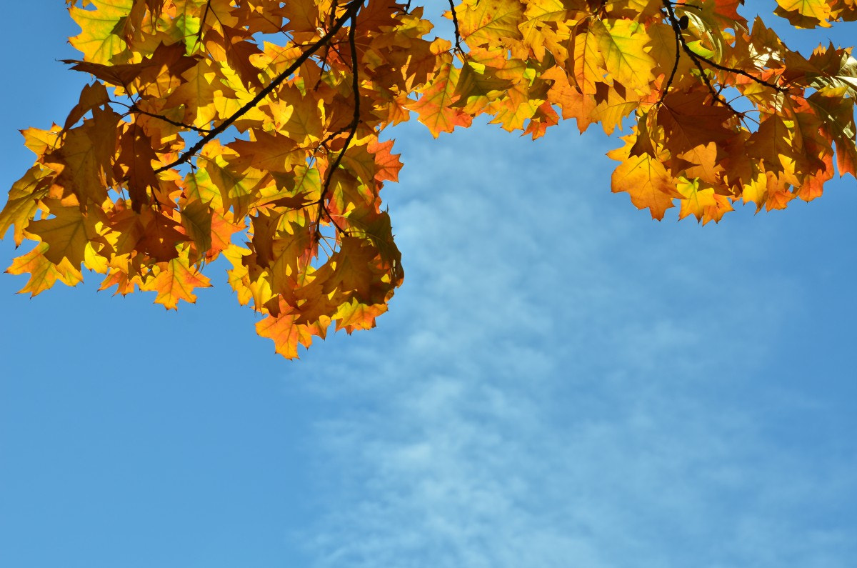 Nikon D7000 + Tamron AF 28-75mm F2.8 XR Di LD Aspherical (IF) sample photo. Colorful oak leaves on blue sky photography