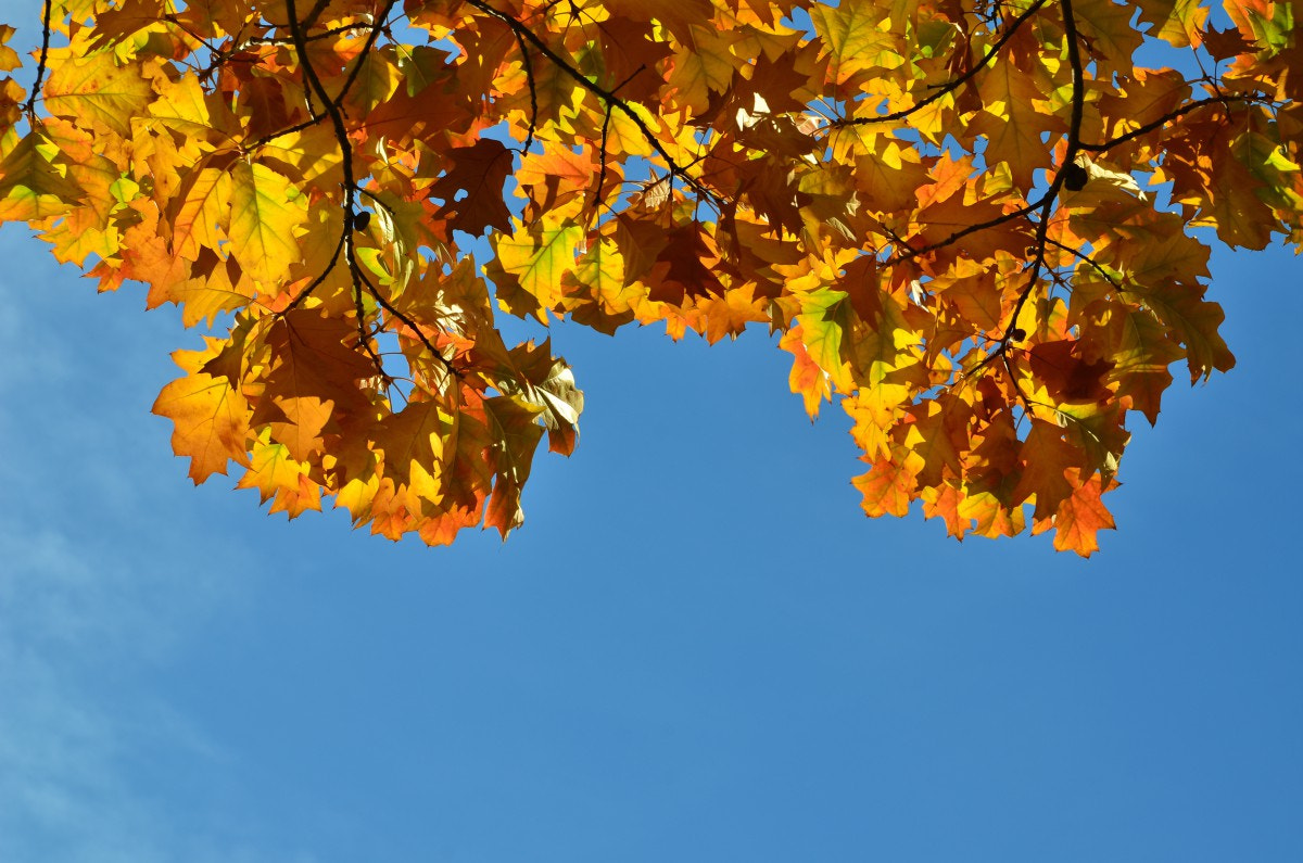 Nikon D7000 + Tamron AF 28-75mm F2.8 XR Di LD Aspherical (IF) sample photo. Autumn oak branches on blue sky photography